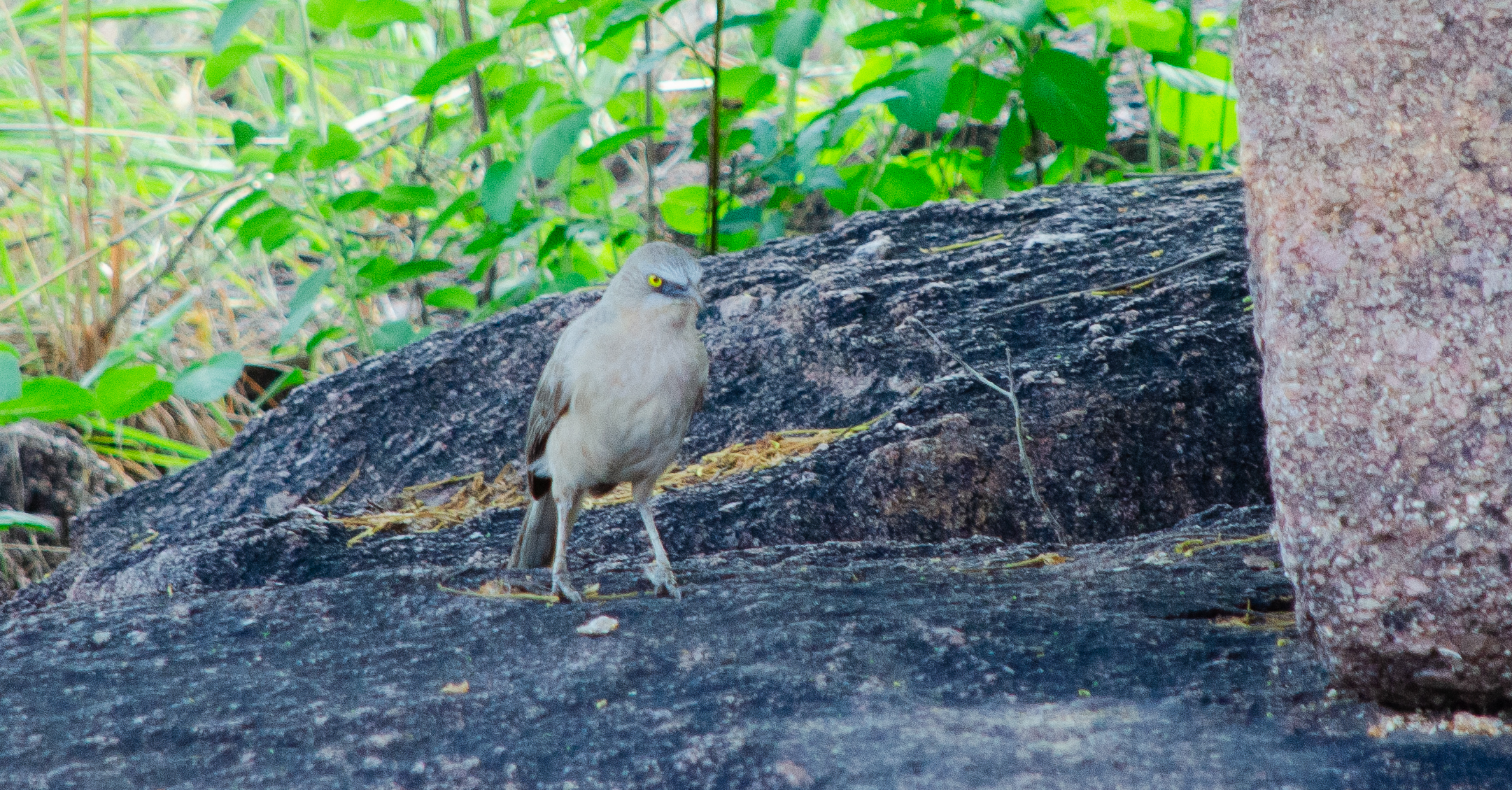 no alt description available