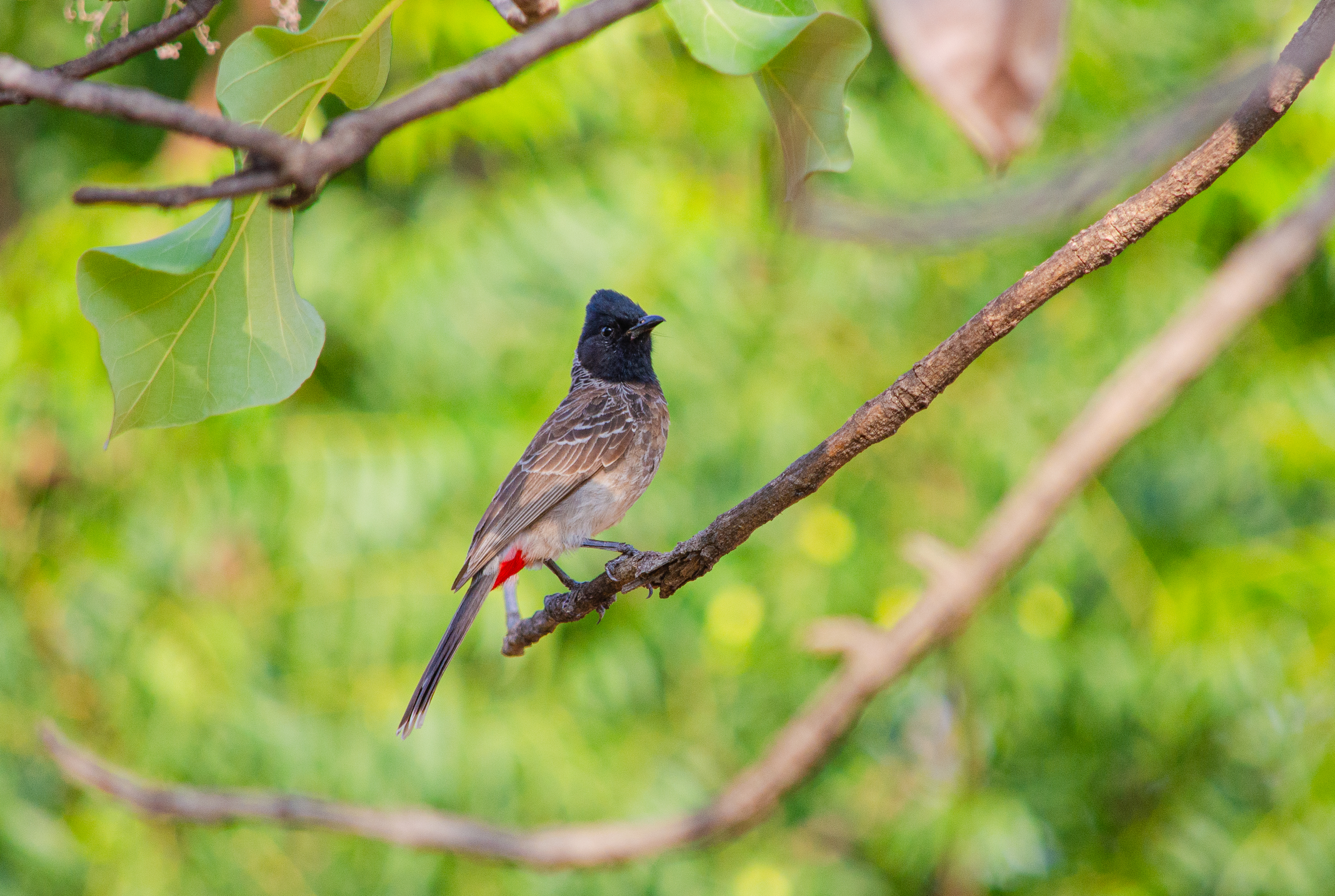 no alt description available