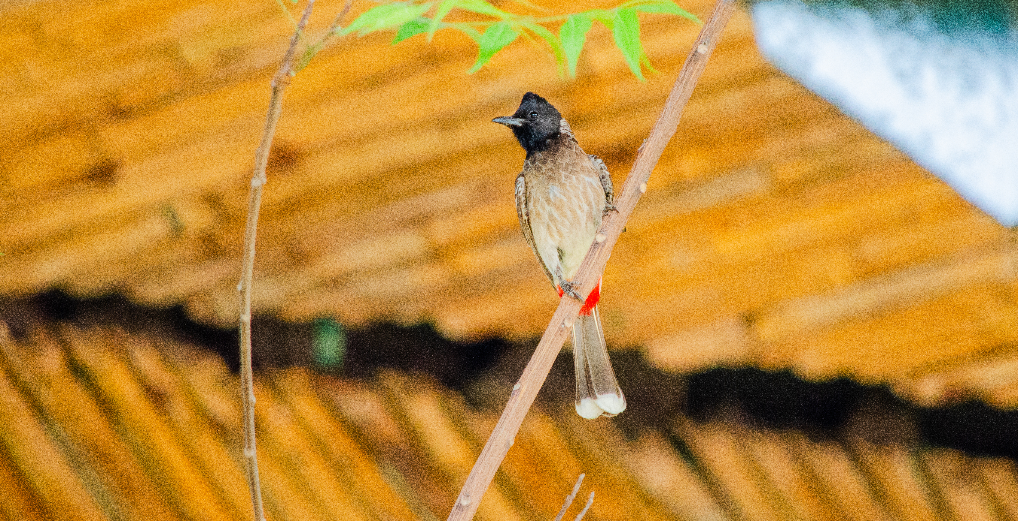 no alt description available