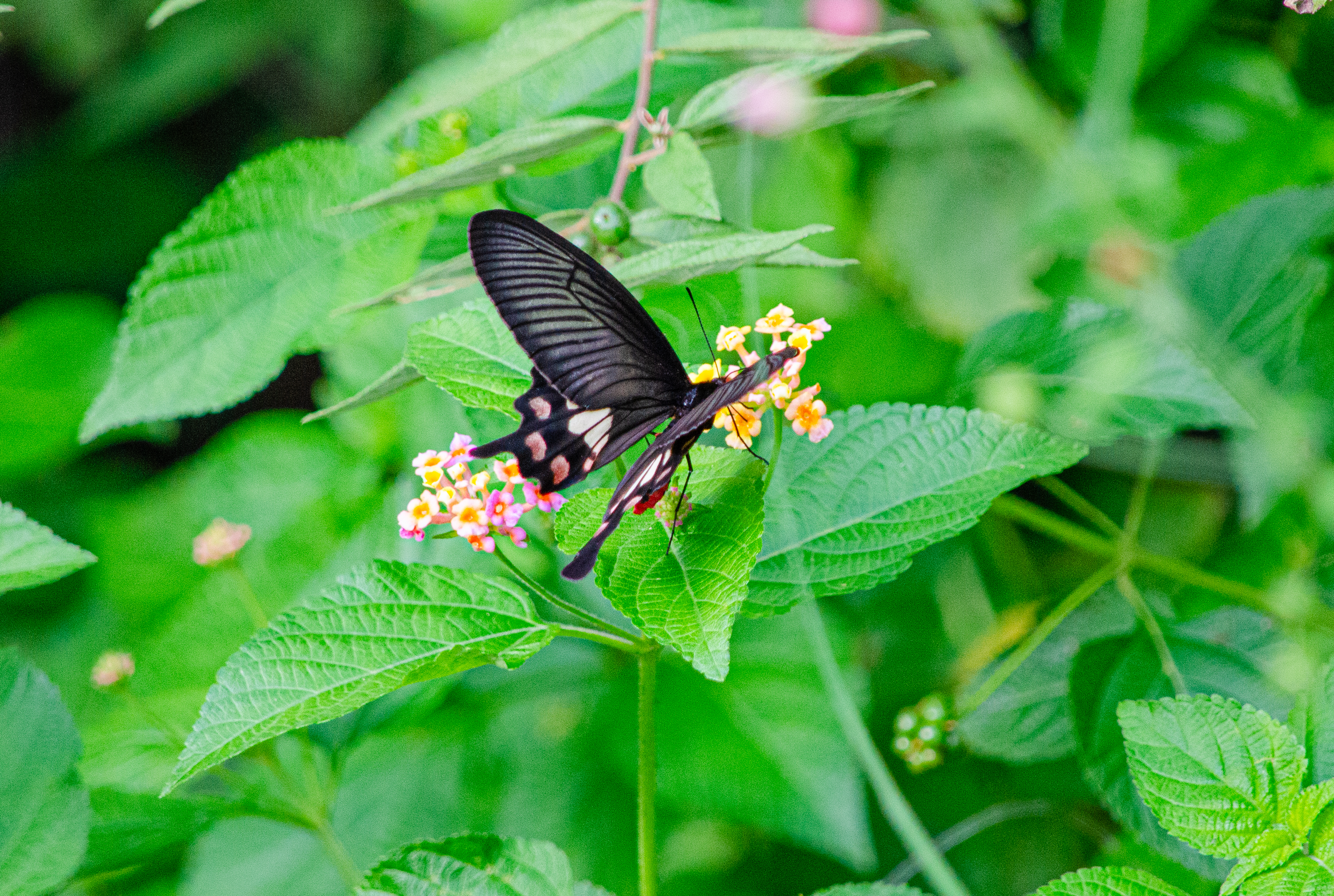 no alt description available