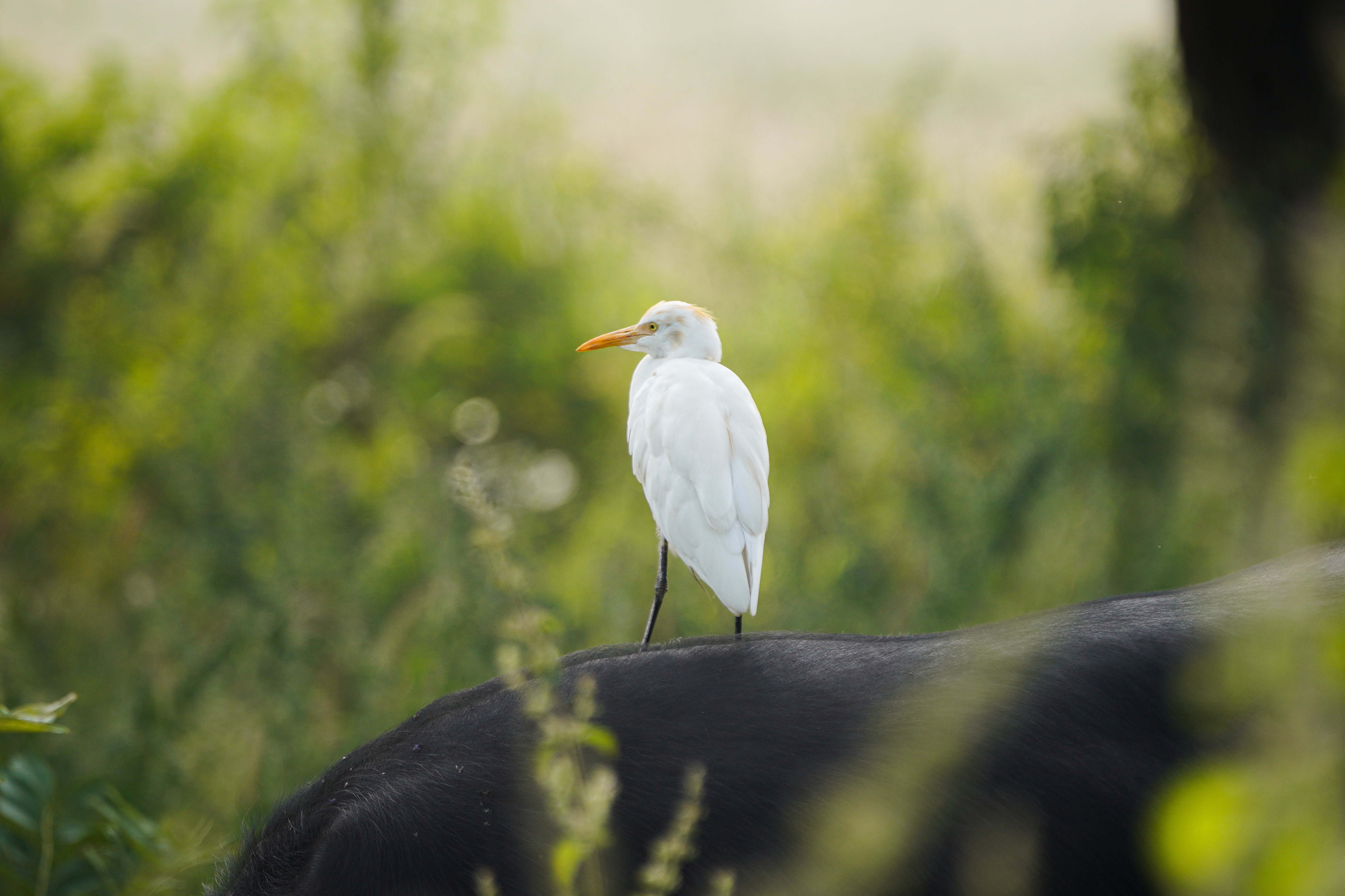 no alt description available