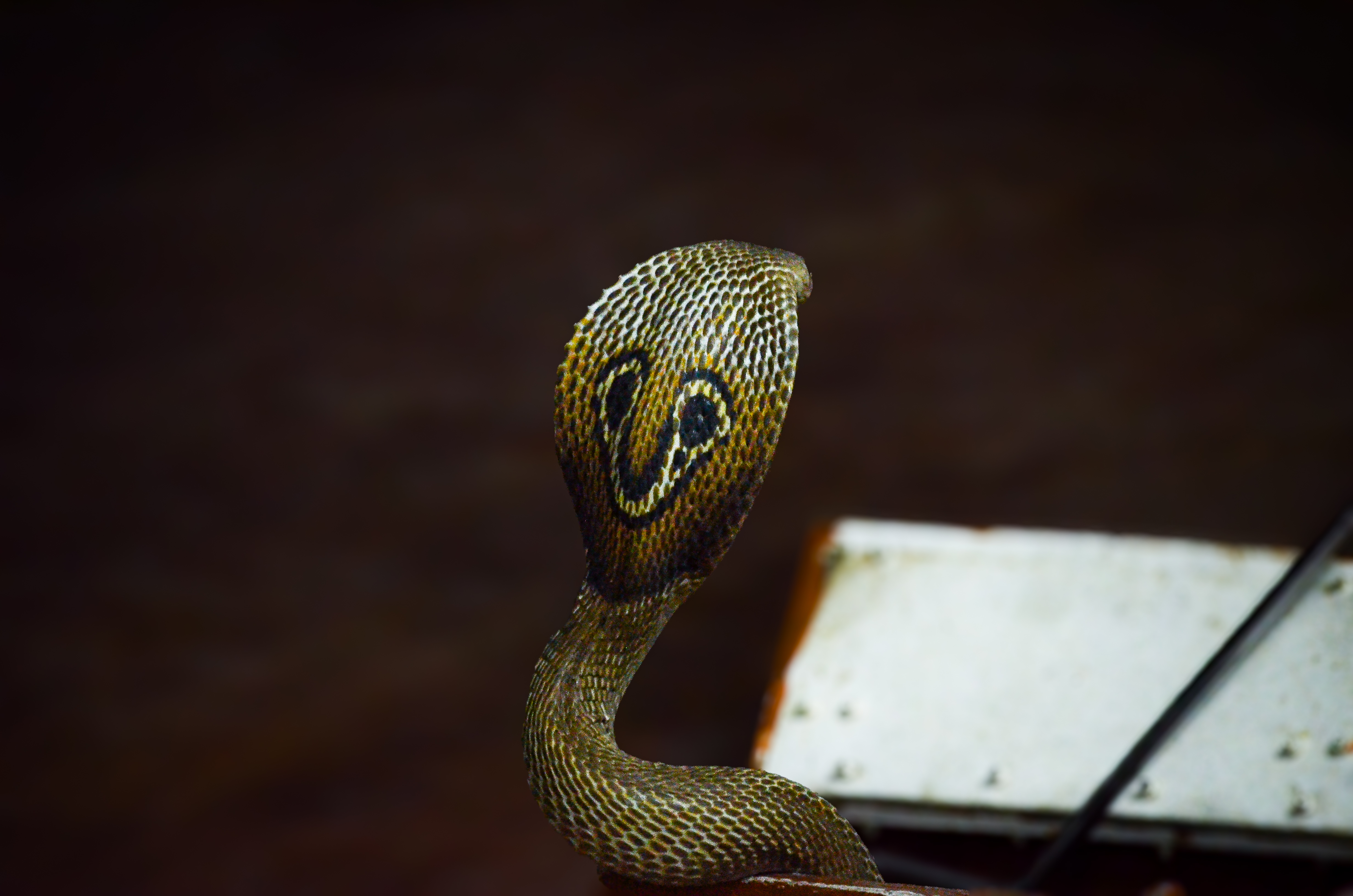 no alt description available