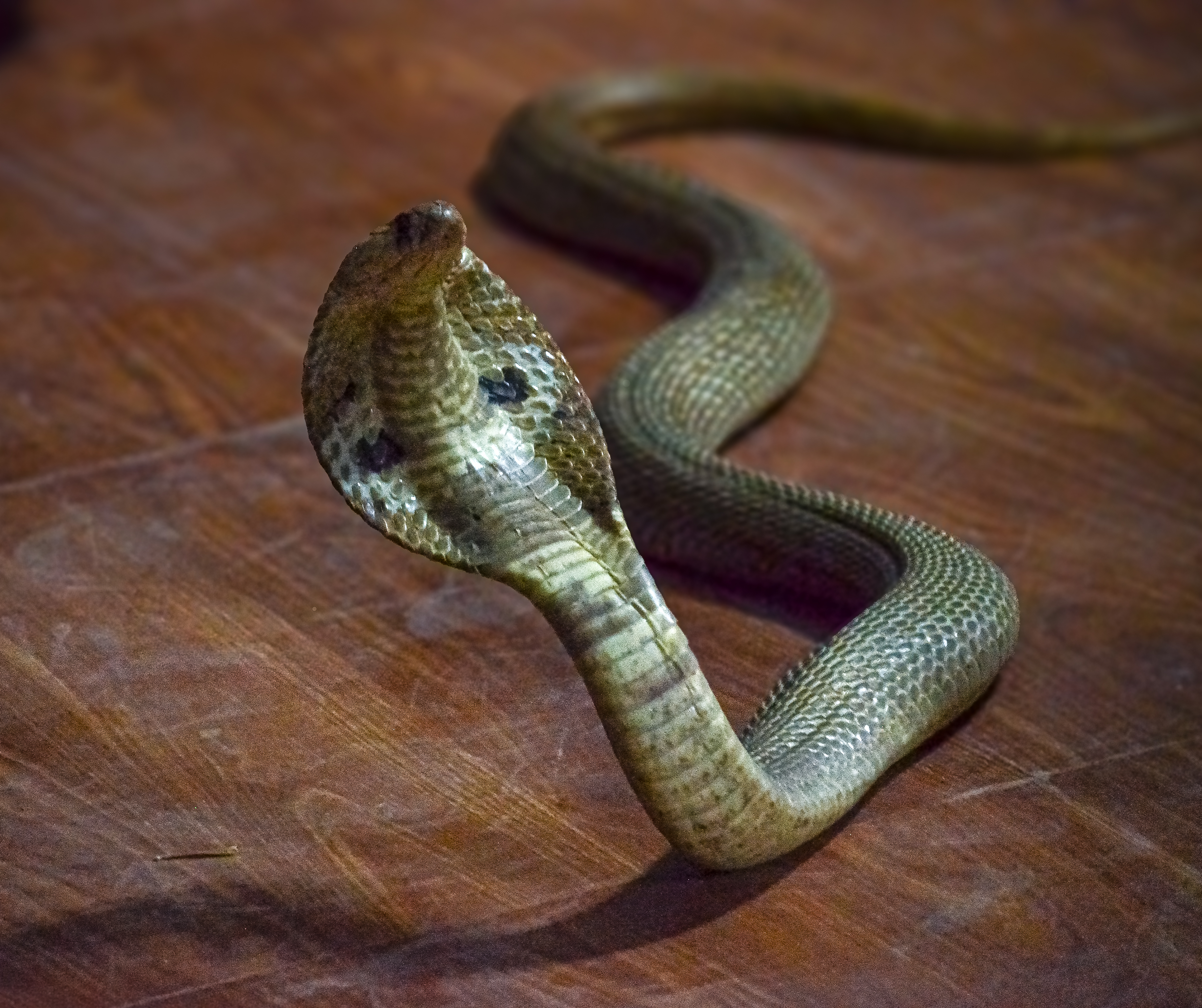 no alt description available