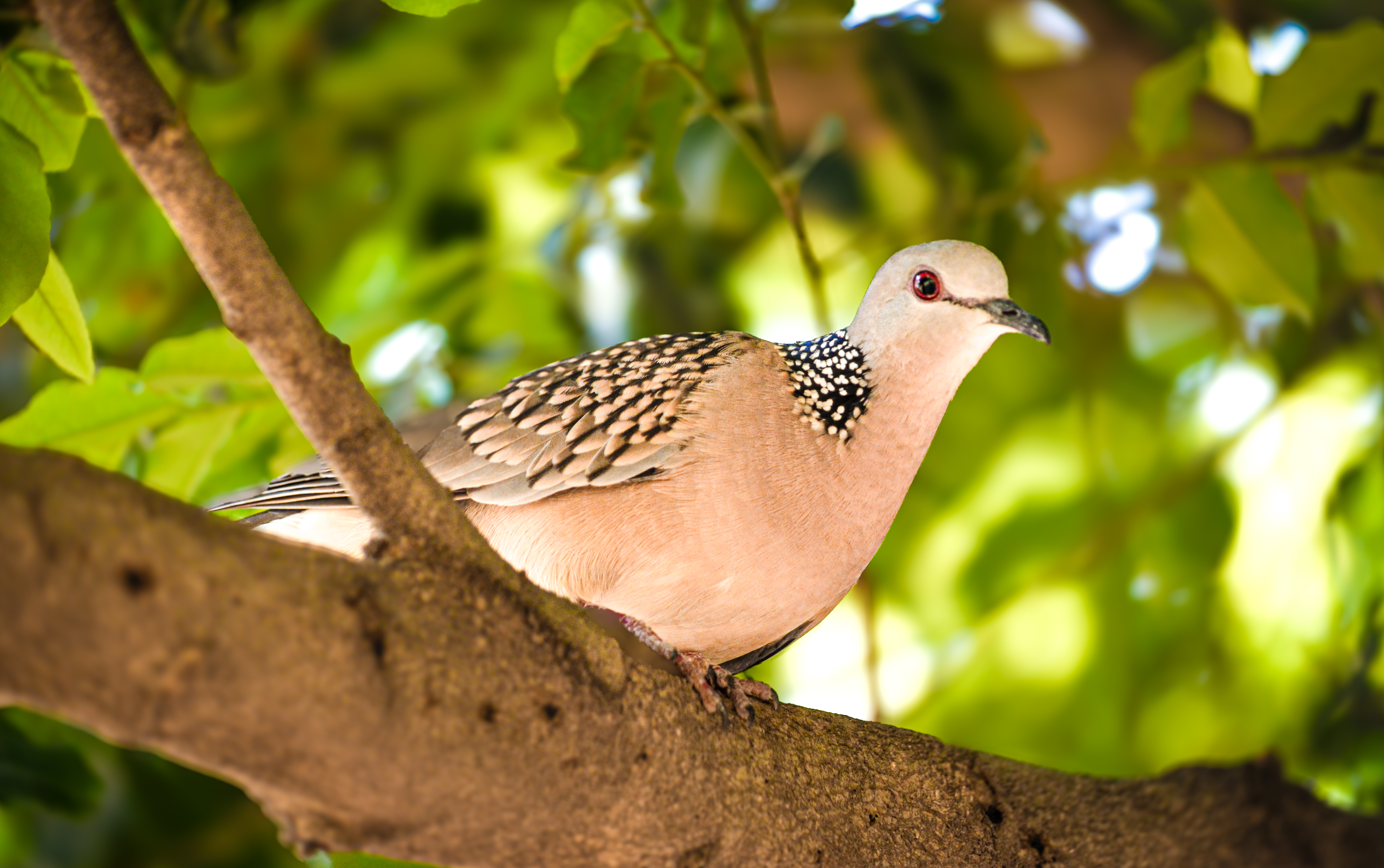 no alt description available