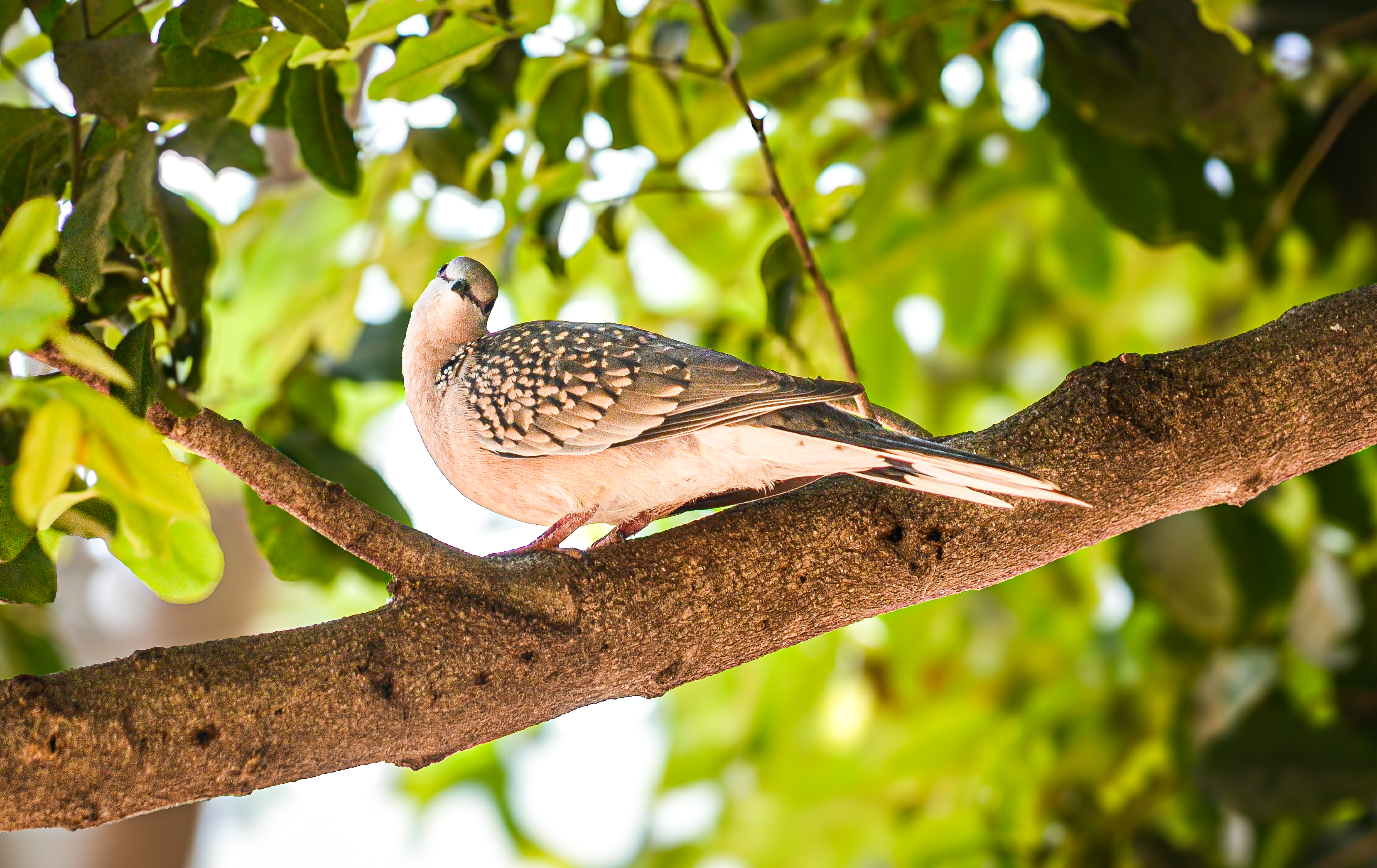 no alt description available