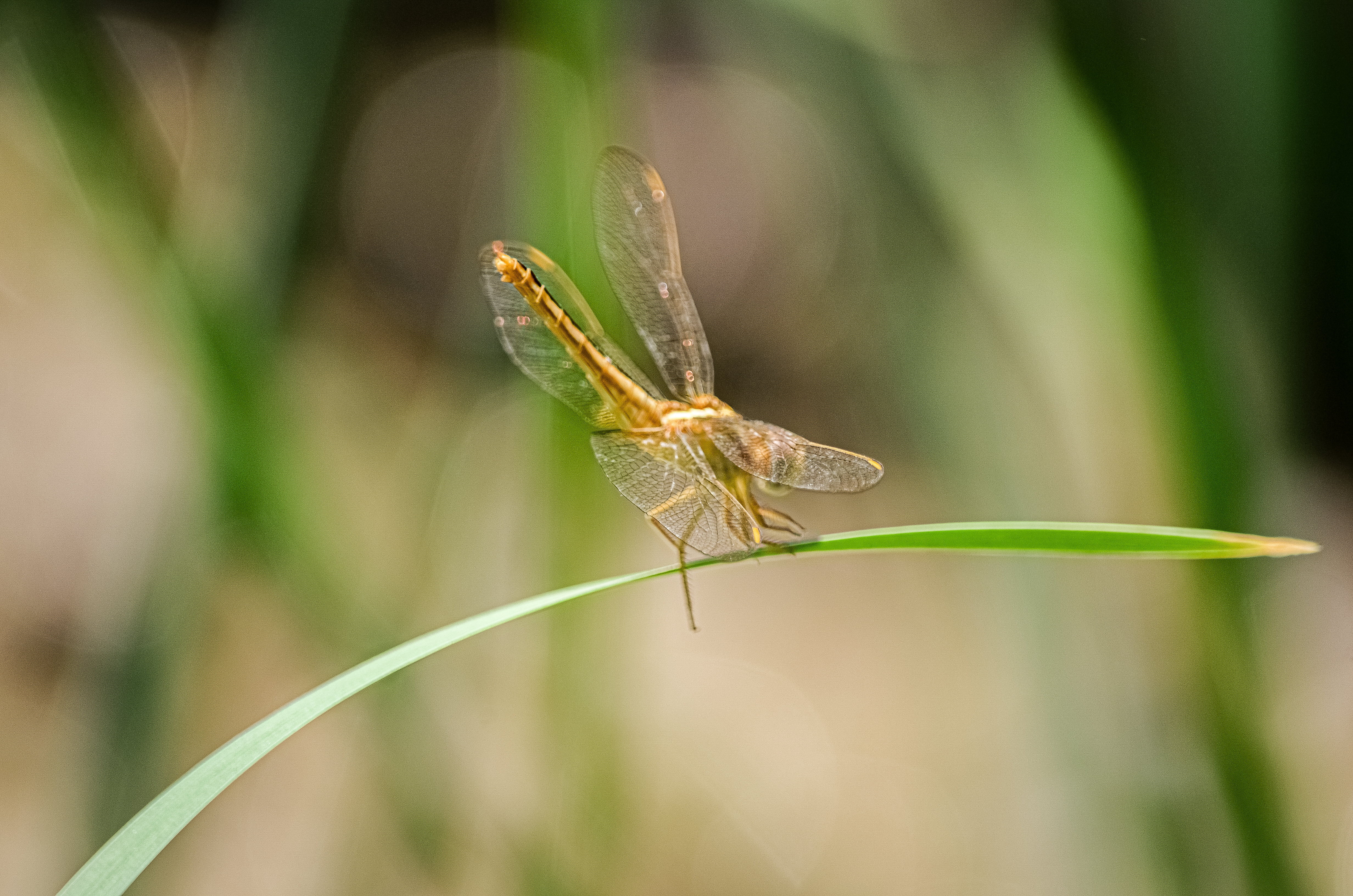 no alt description available