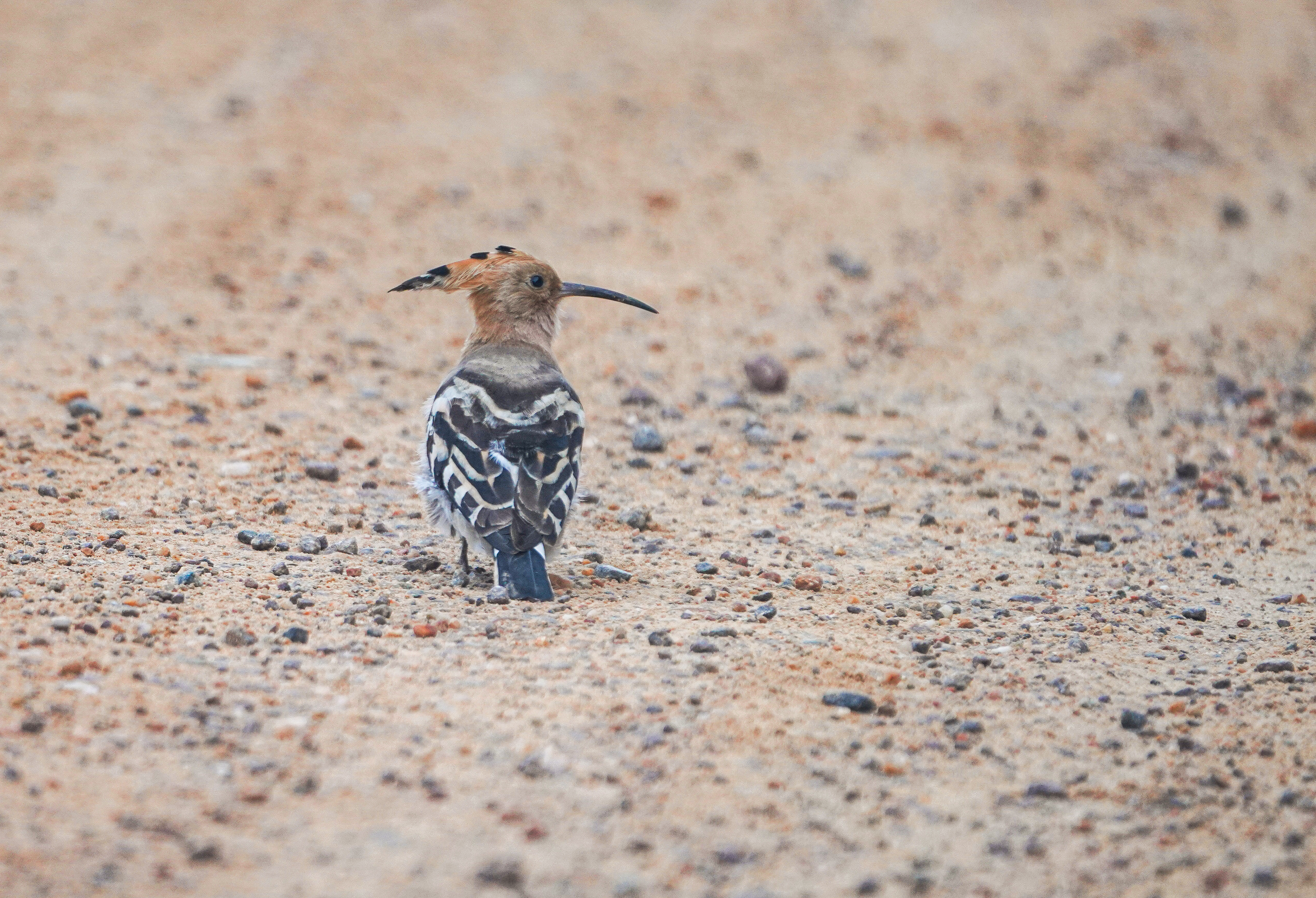 no alt description available