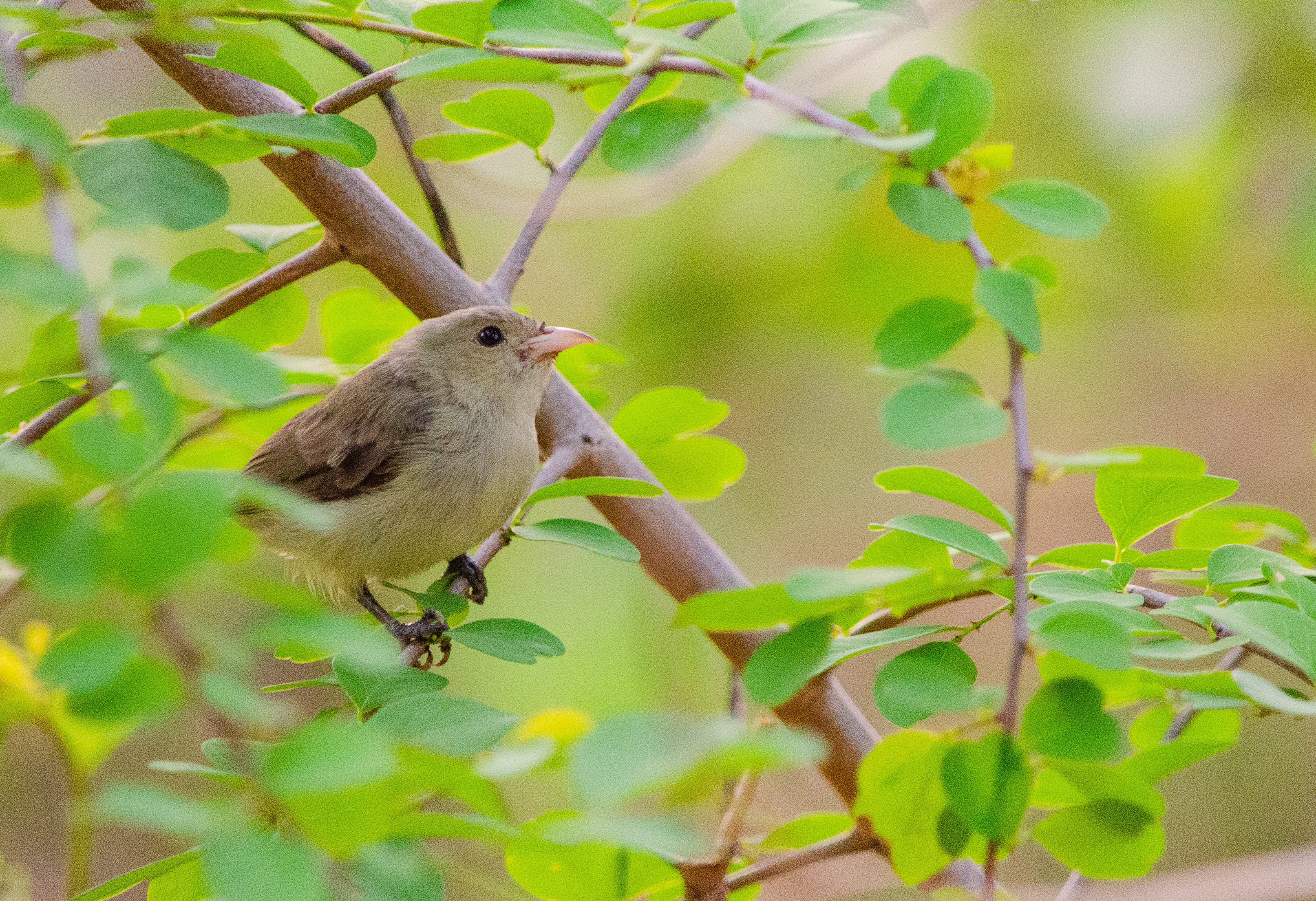 no alt description available