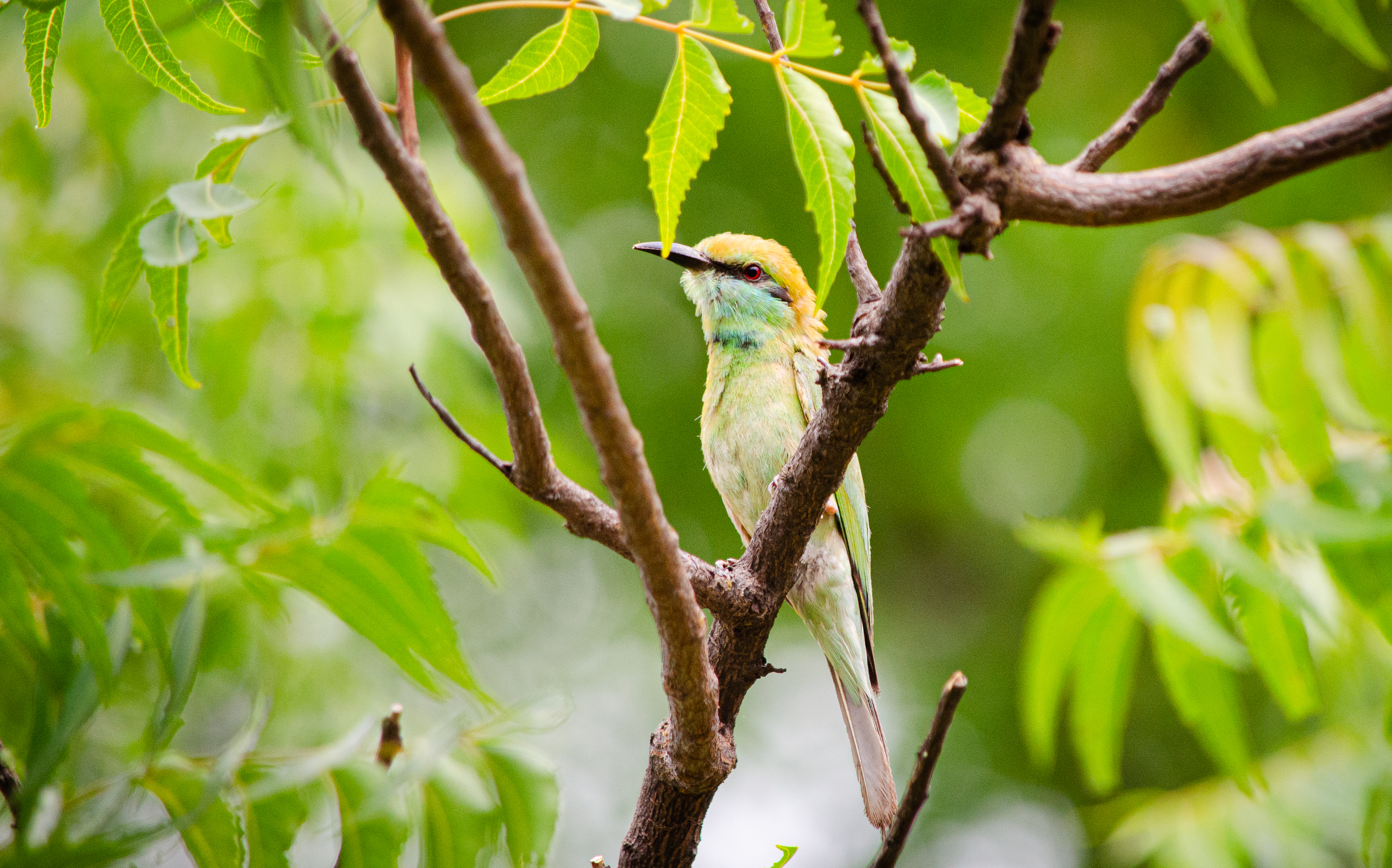 no alt description available