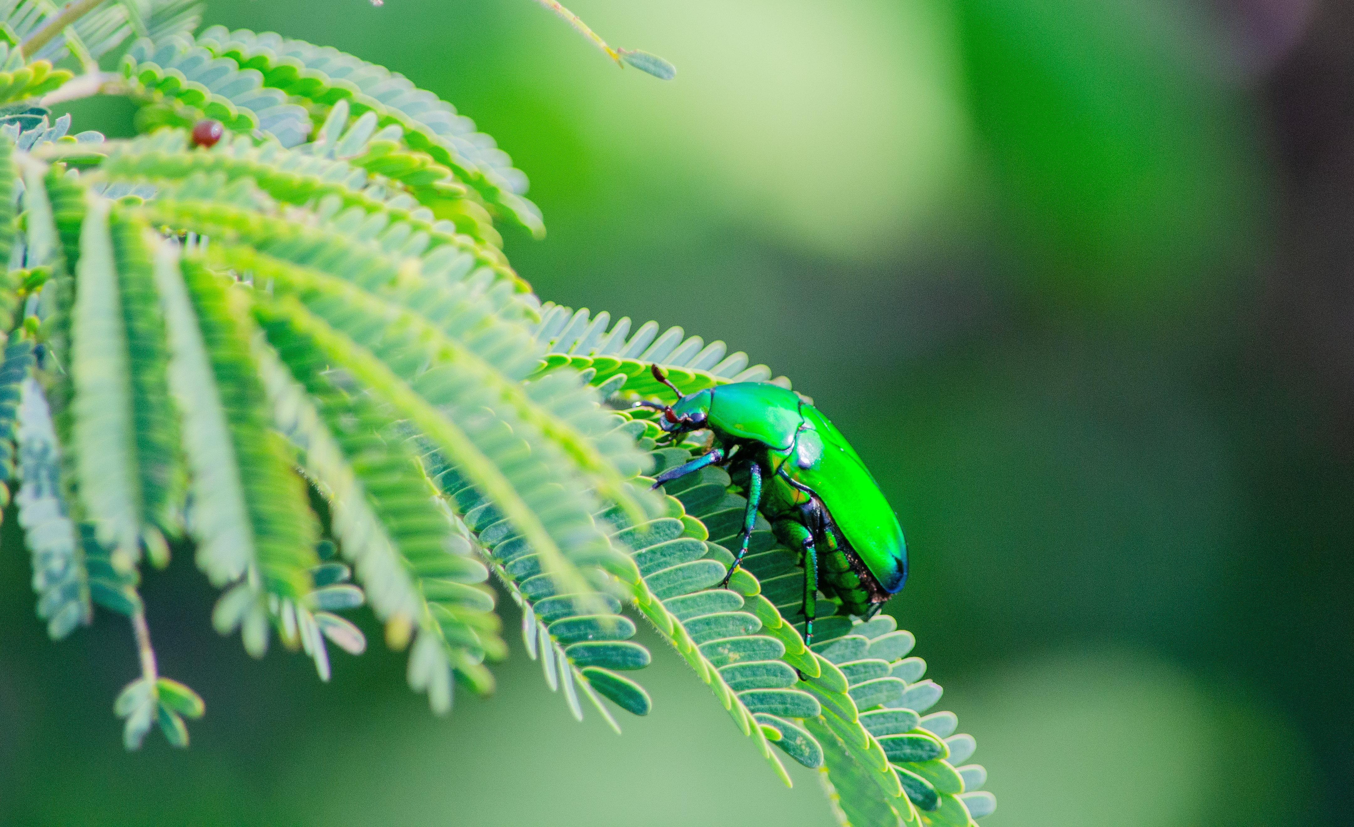 no alt description available