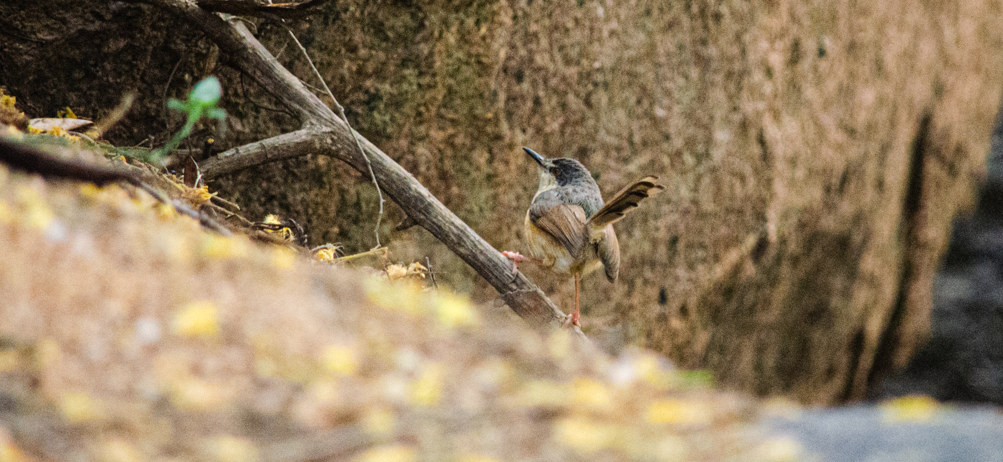 no alt description available