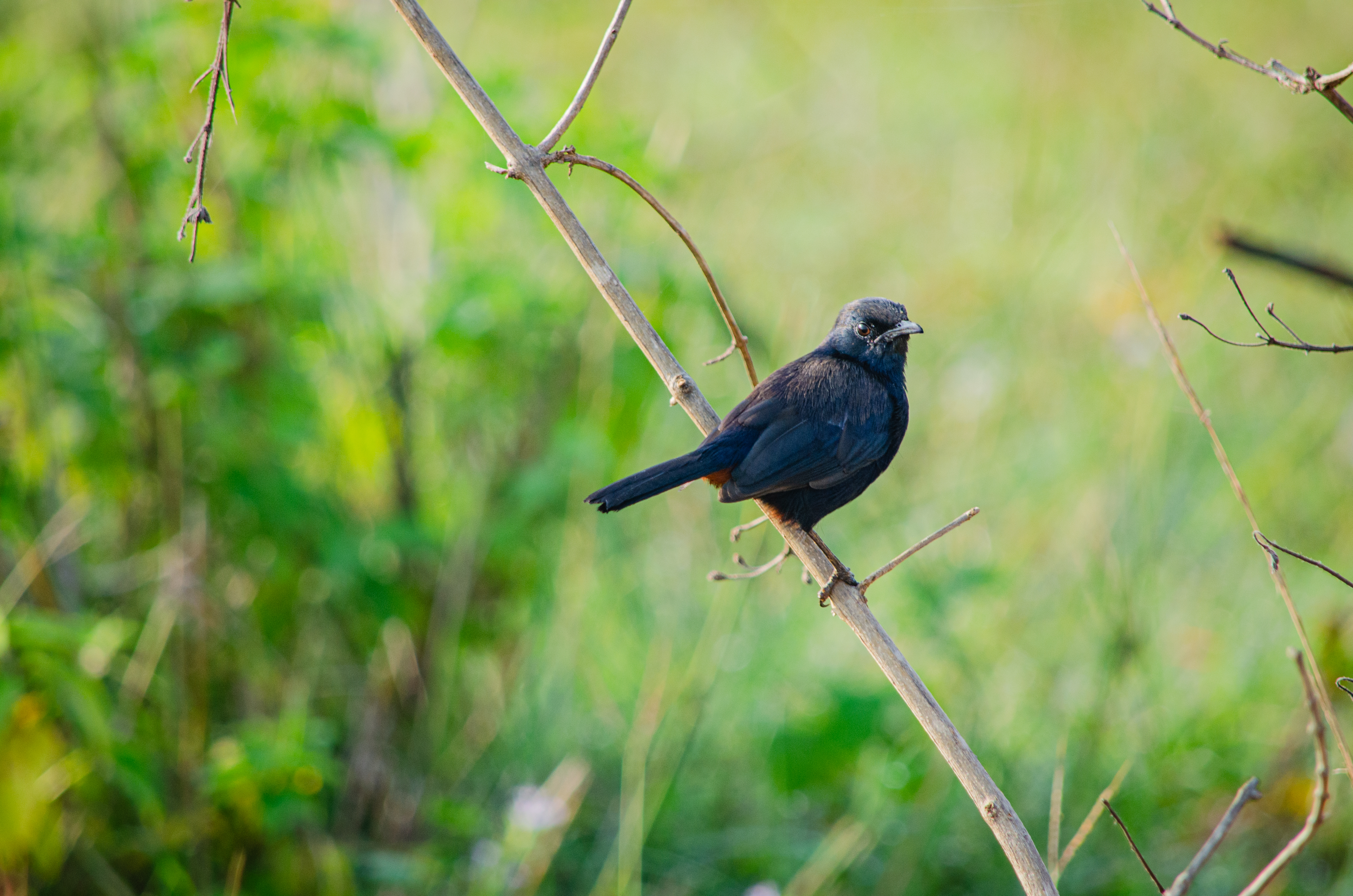 no alt description available