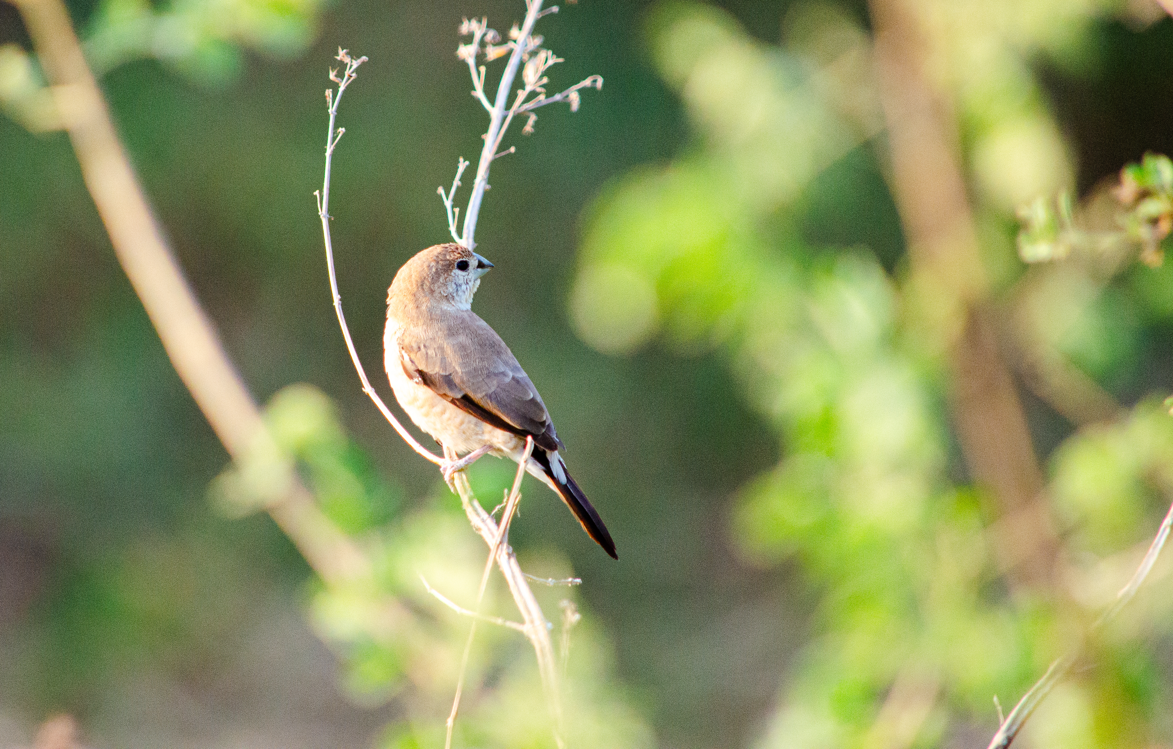 no alt description available