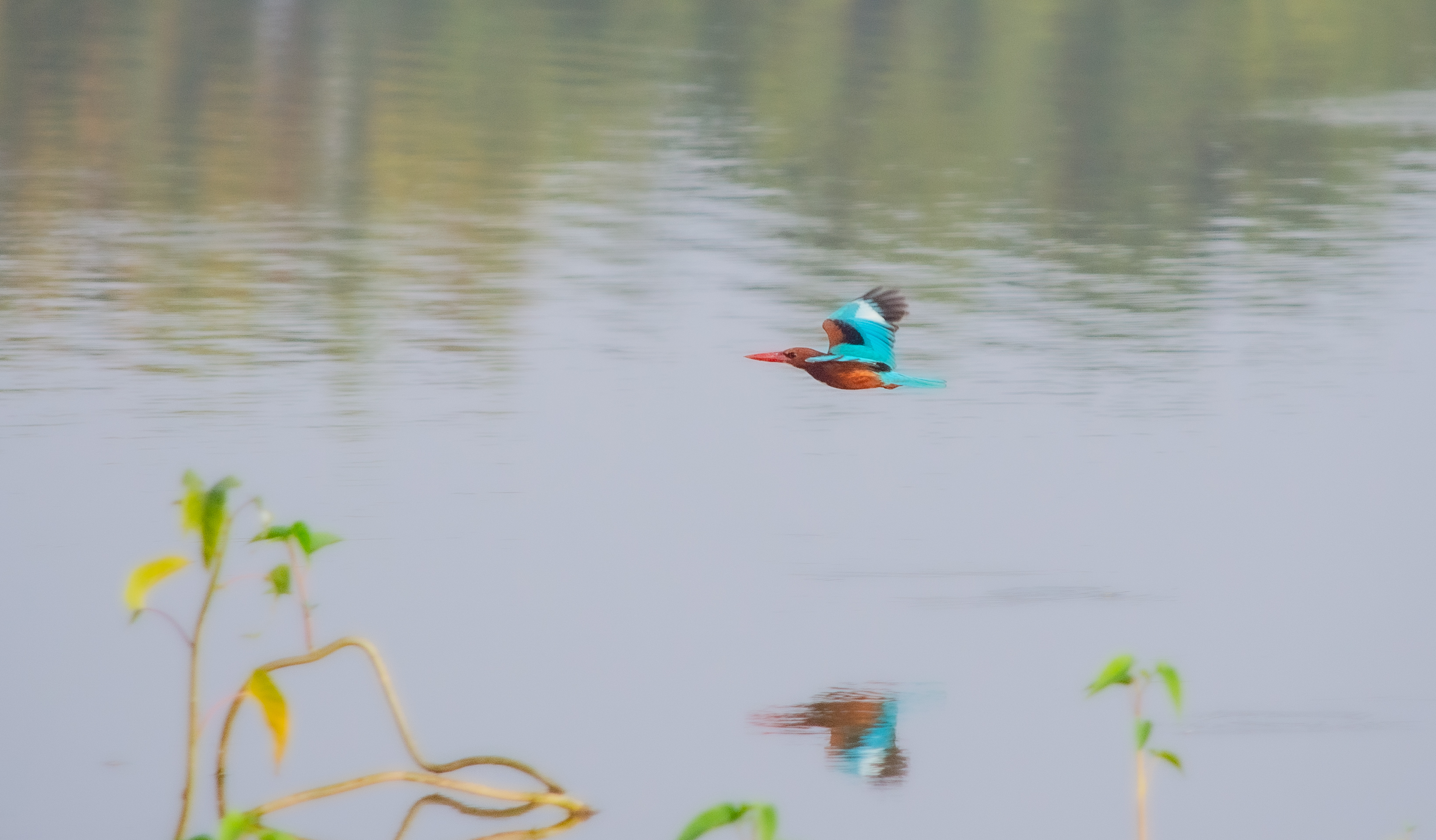 no alt description available