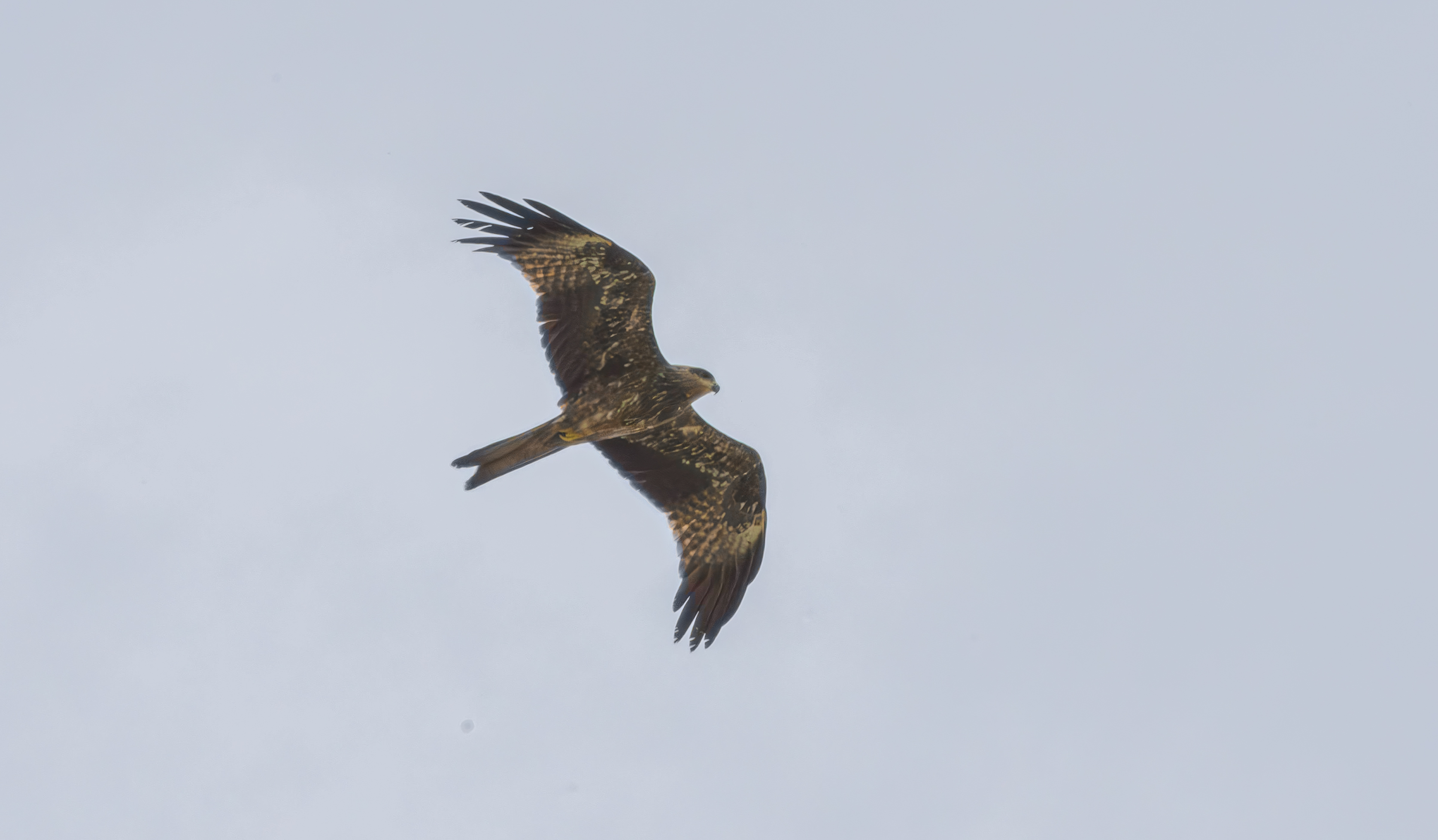 no alt description available