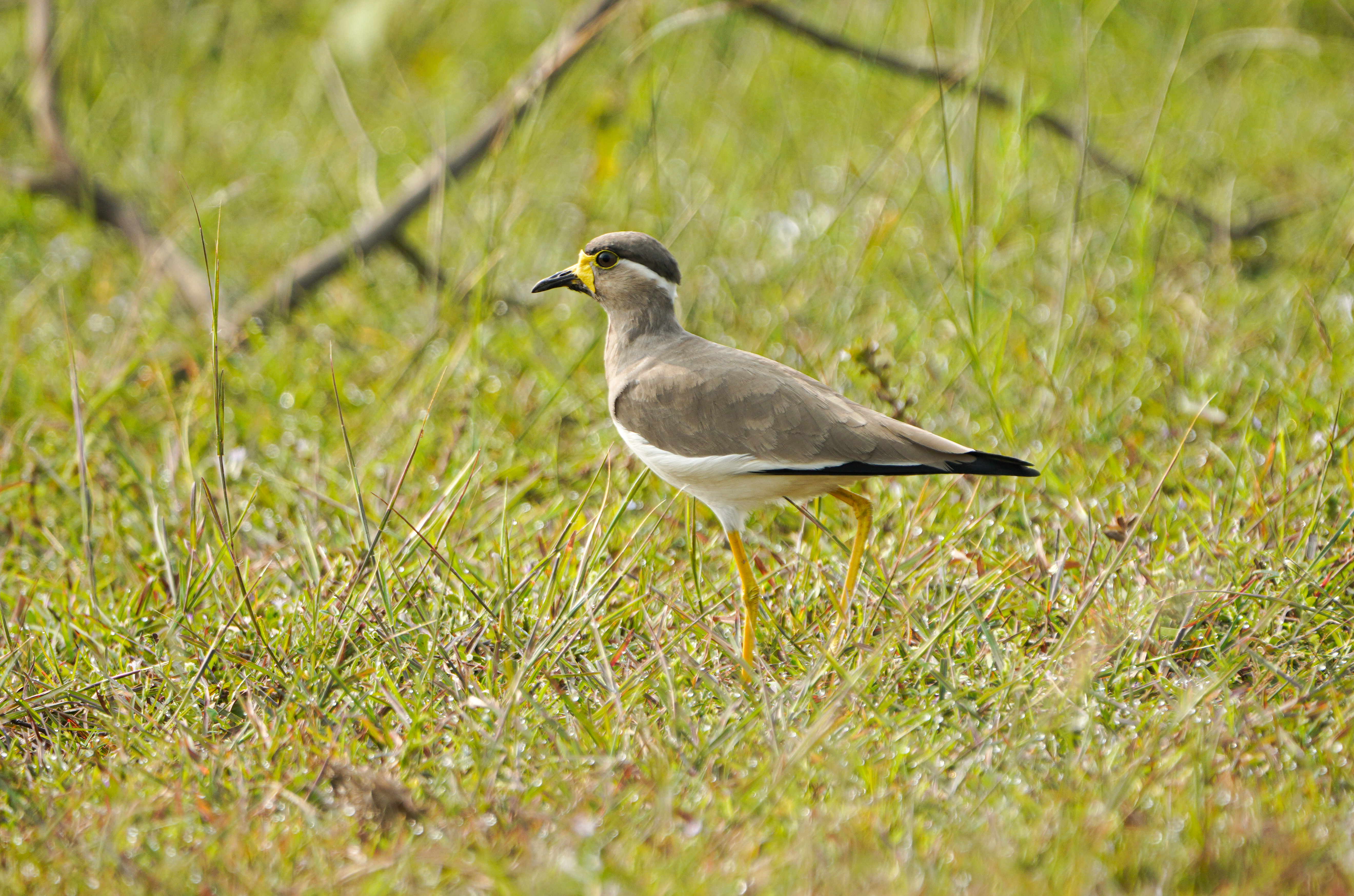 no alt description available