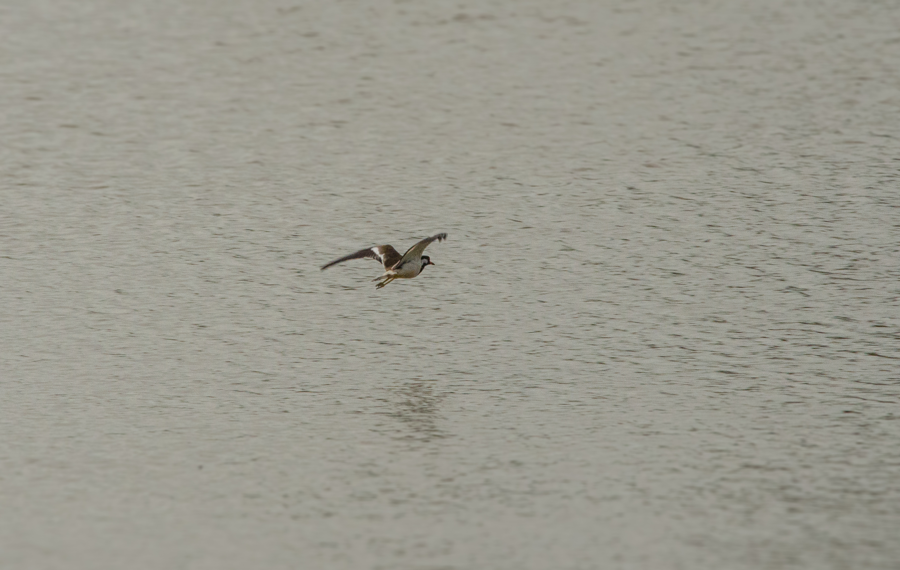 no alt description available