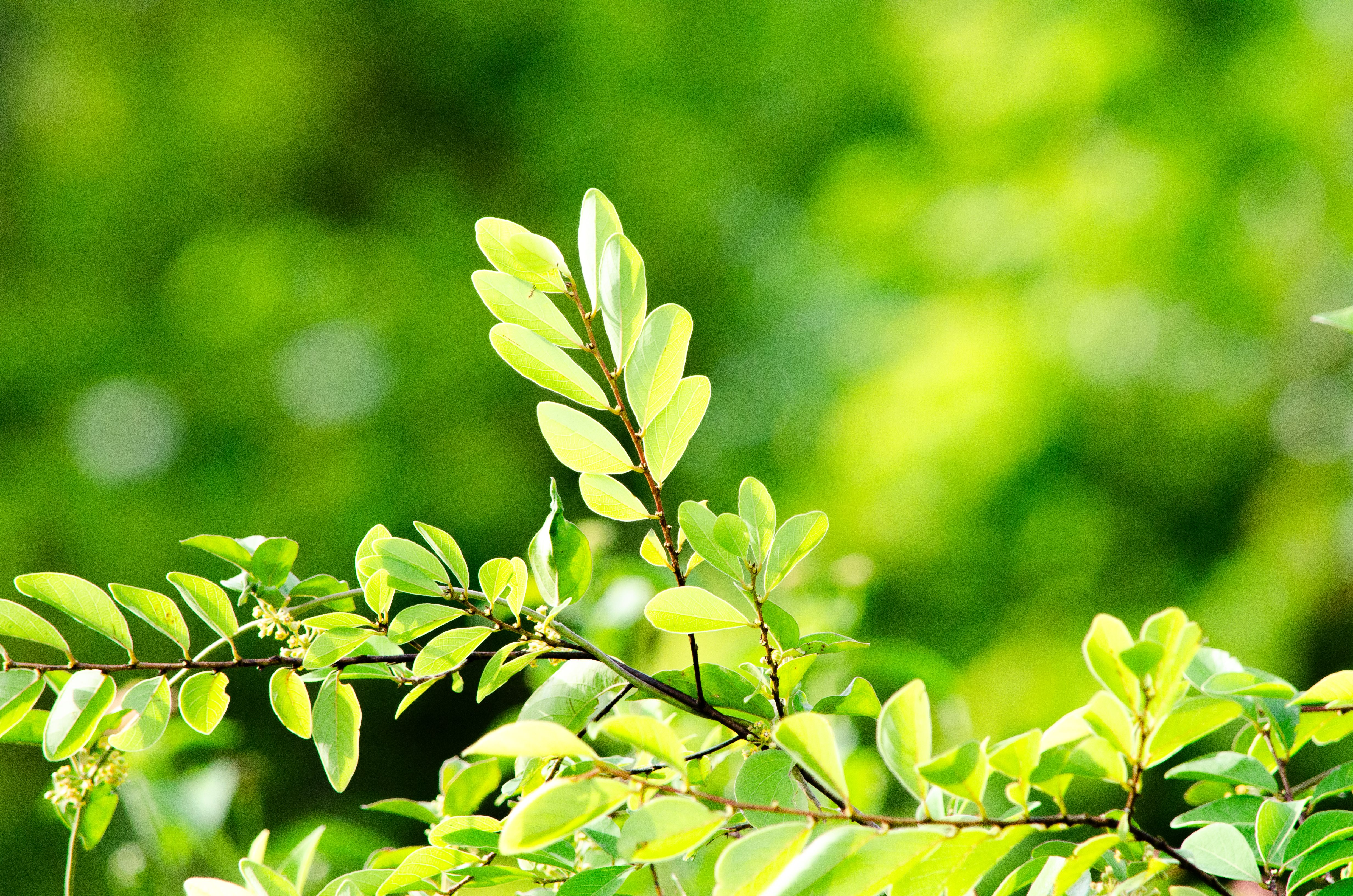 no alt description available