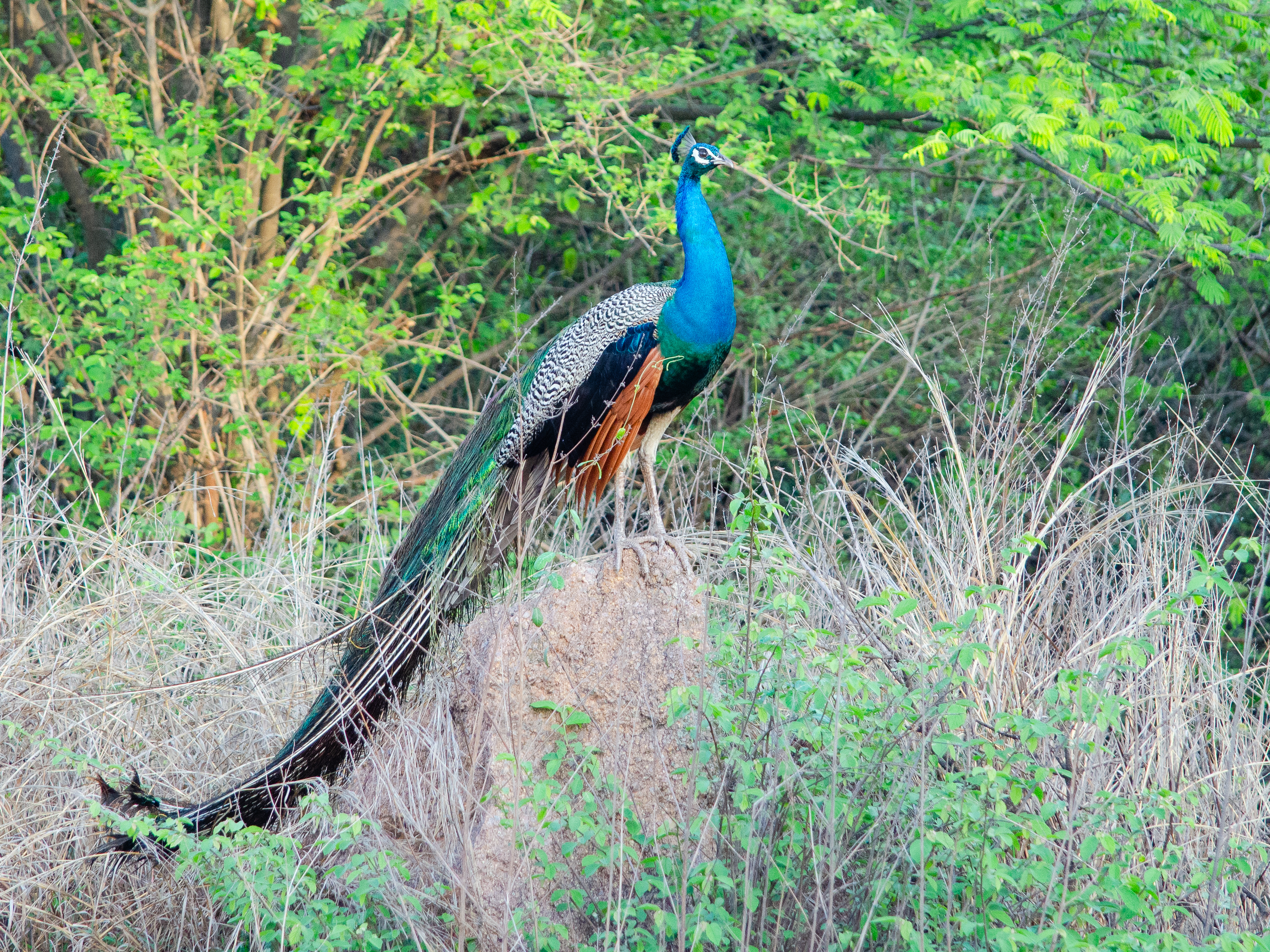 no alt description available