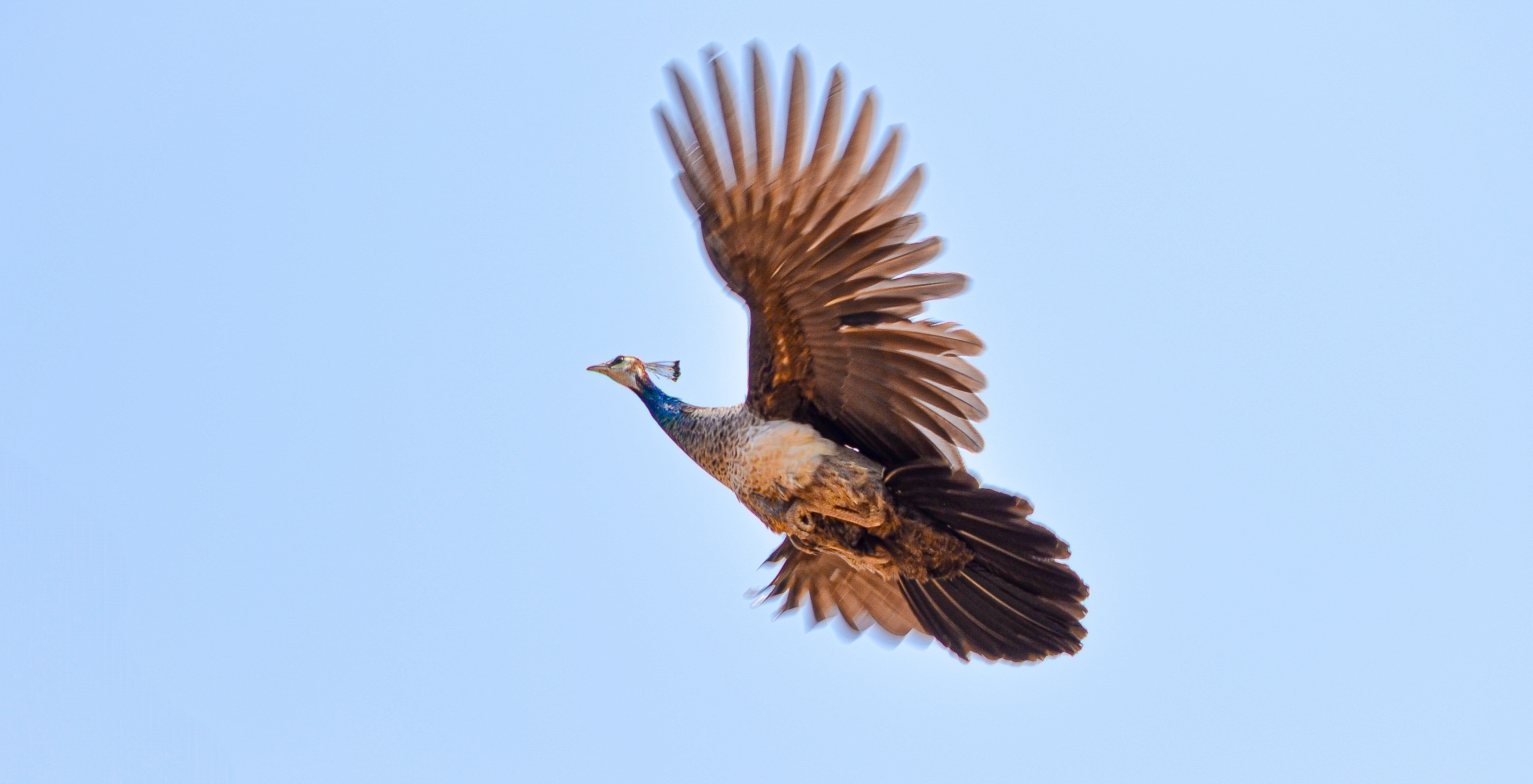 no alt description available