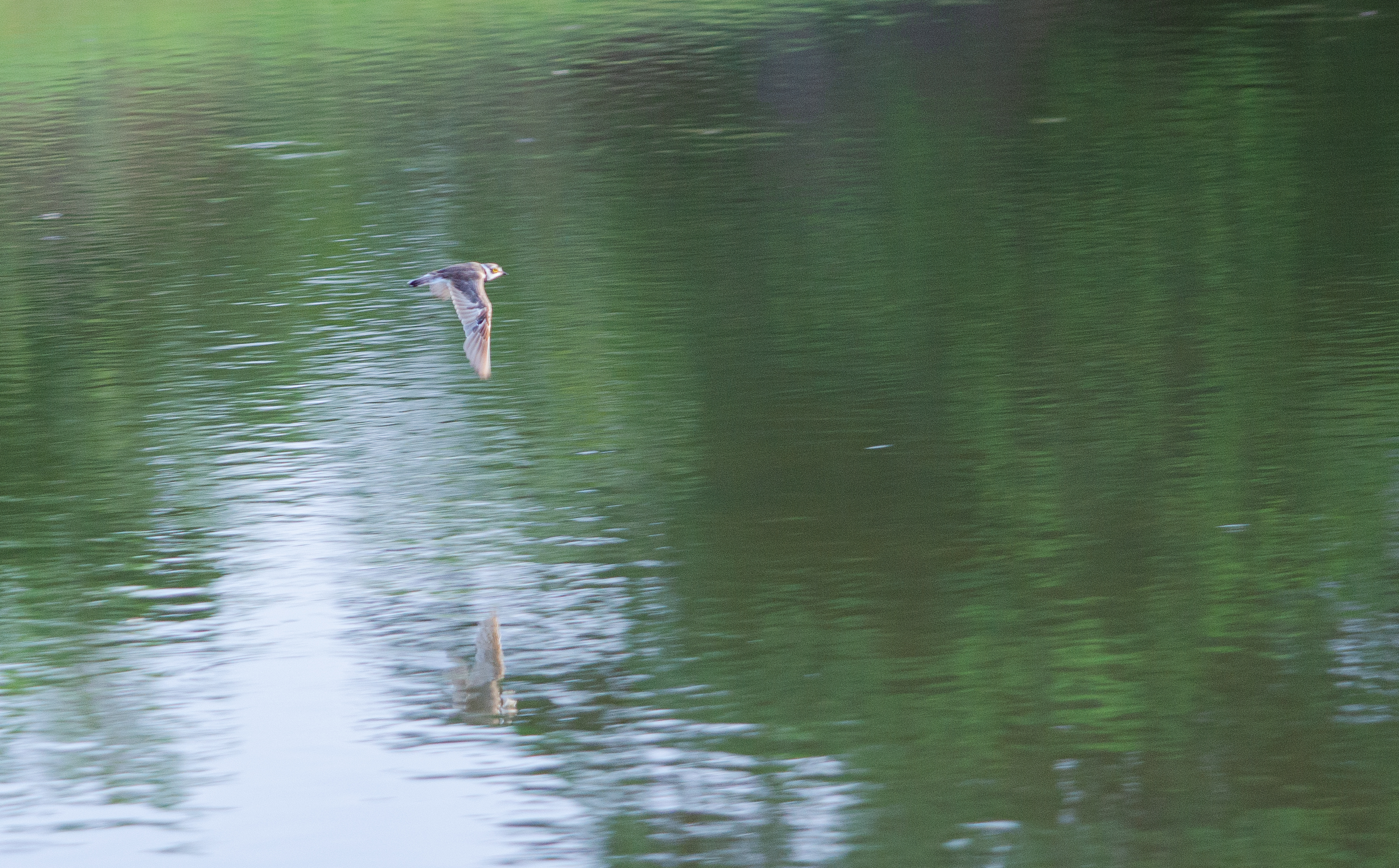 no alt description available