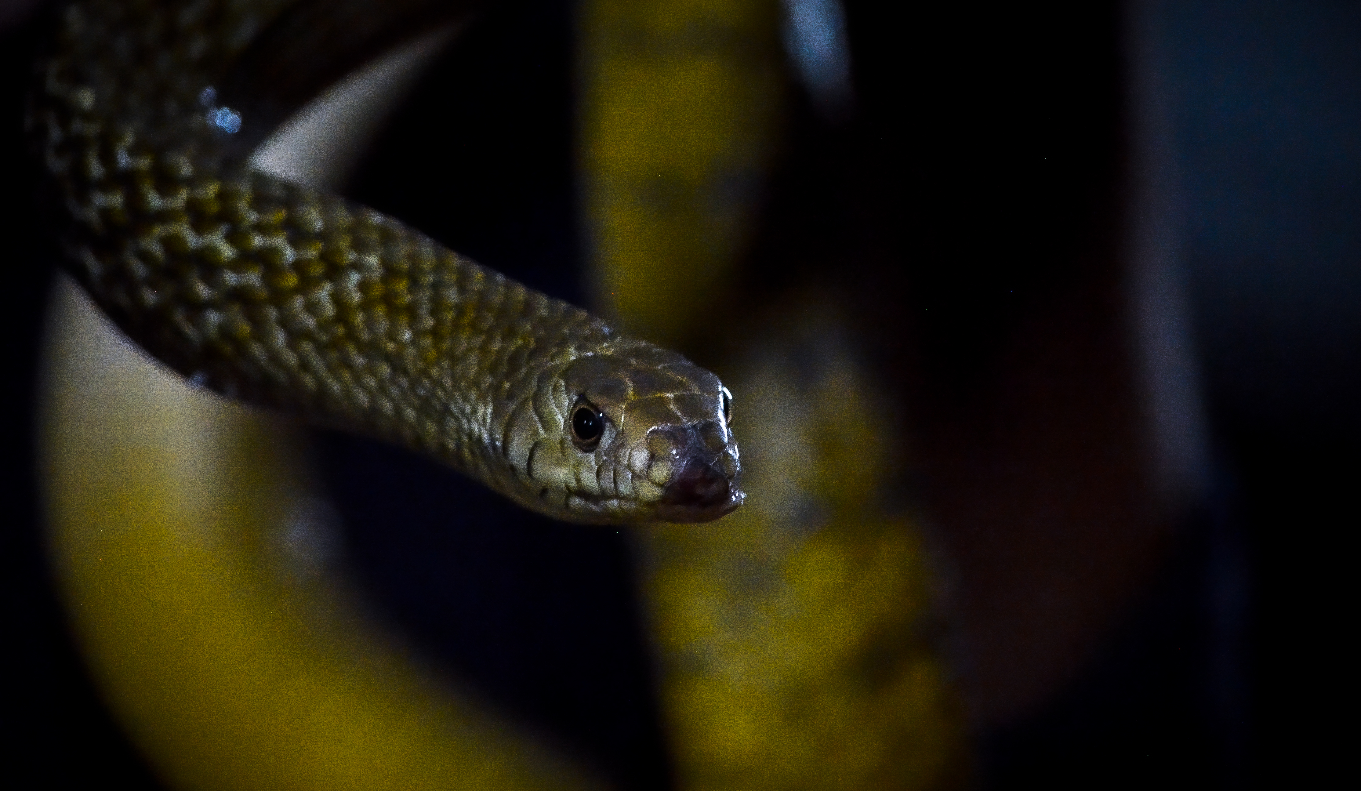 no alt description available