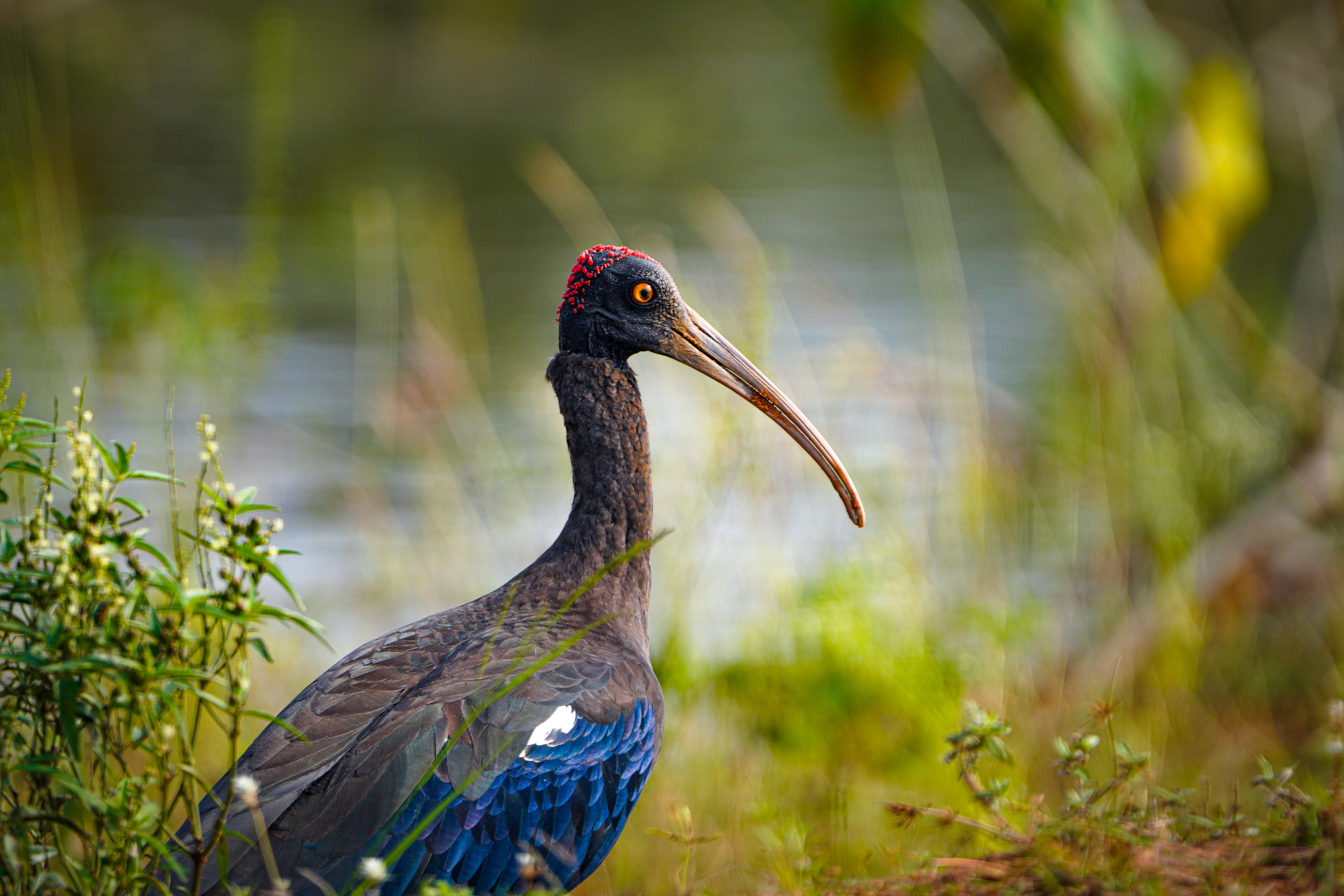 no alt description available