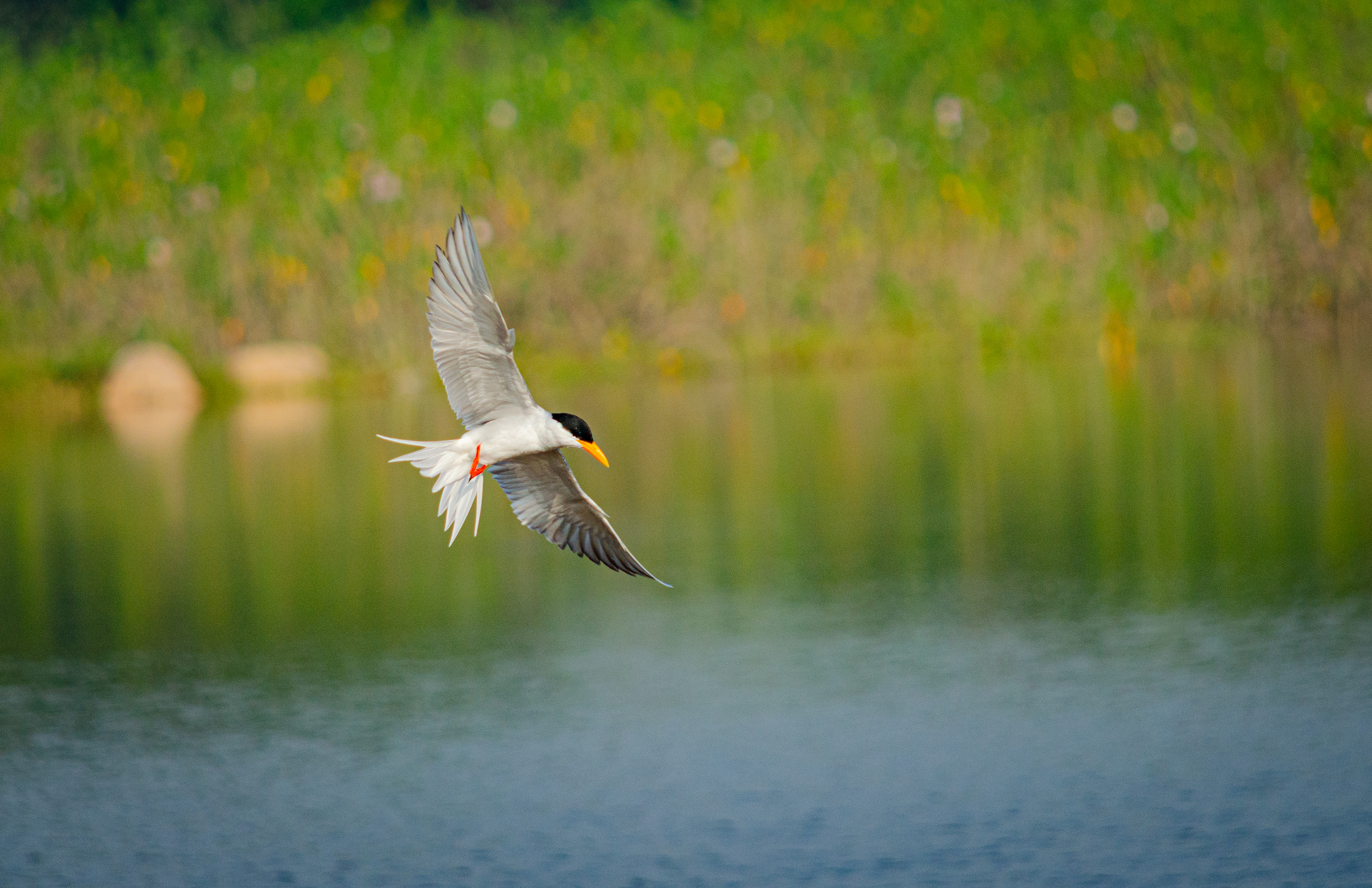 no alt description available