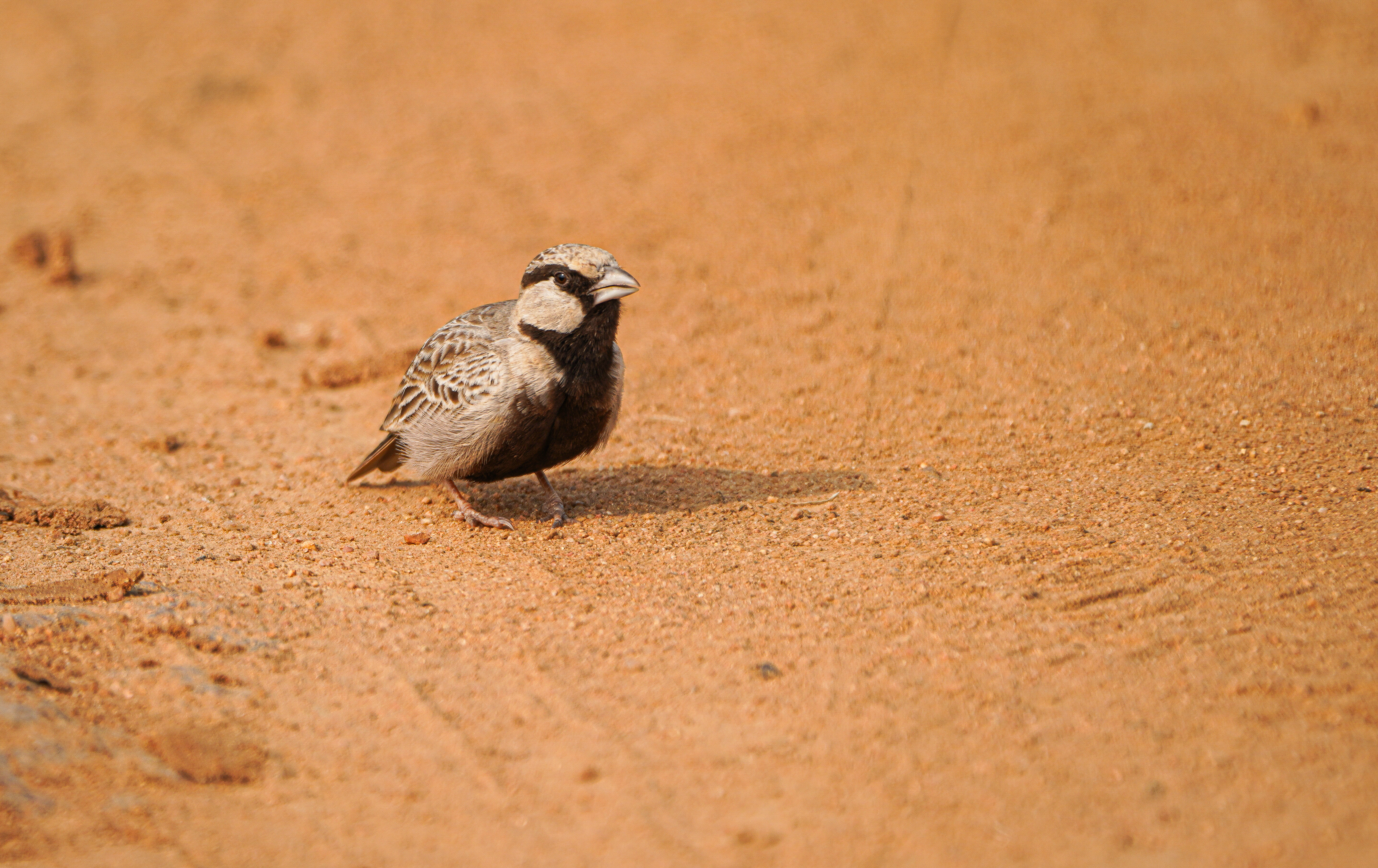 no alt description available