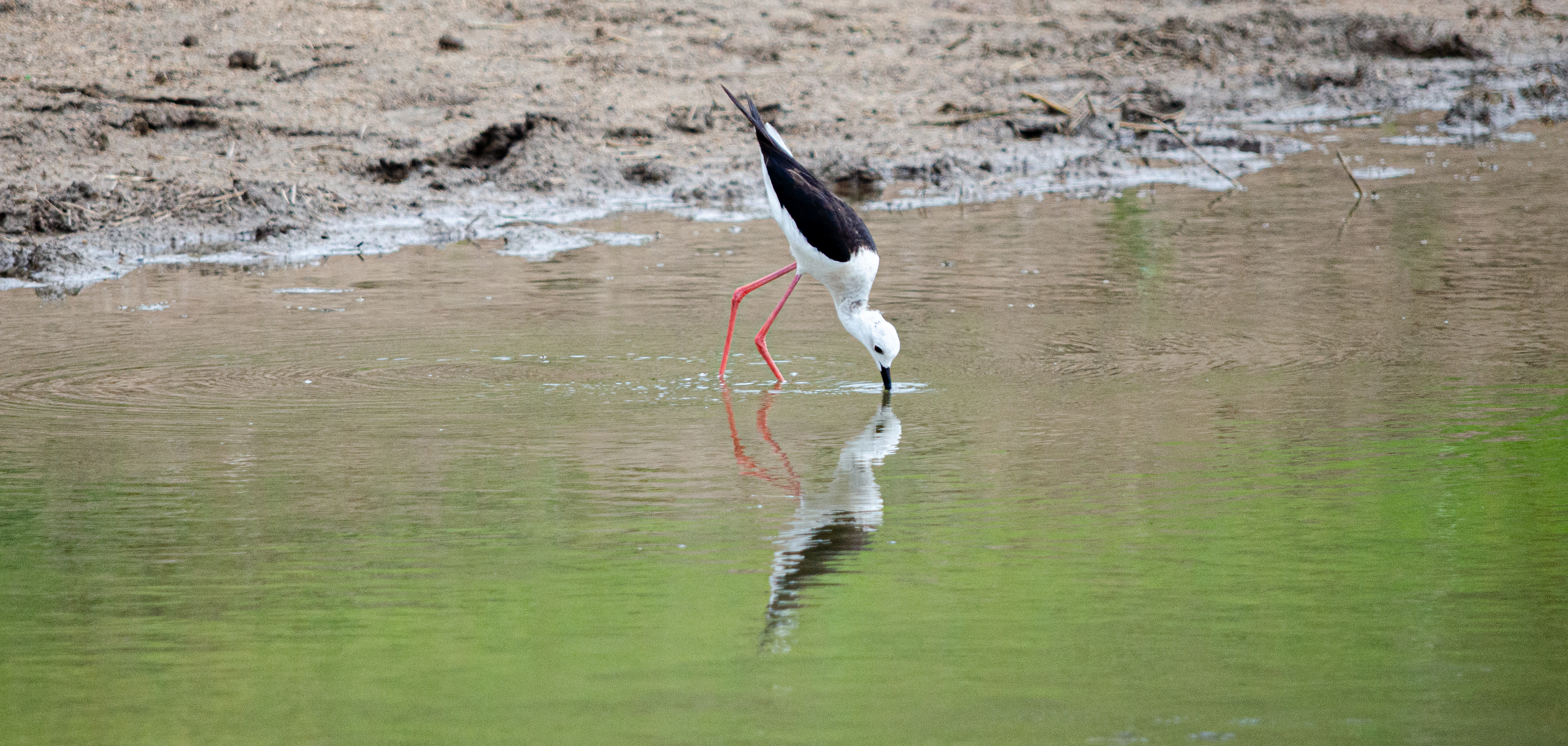 no alt description available