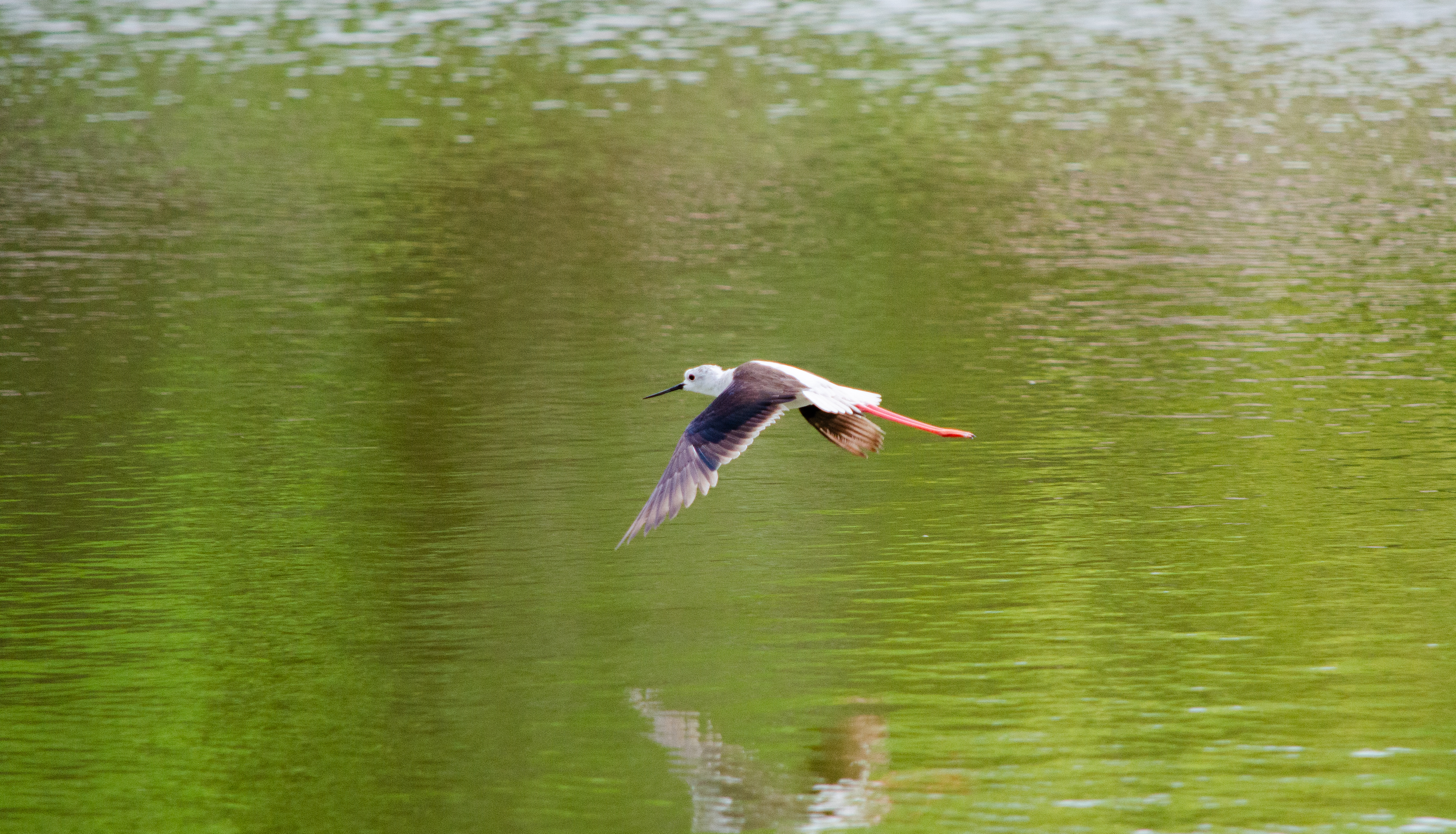 no alt description available