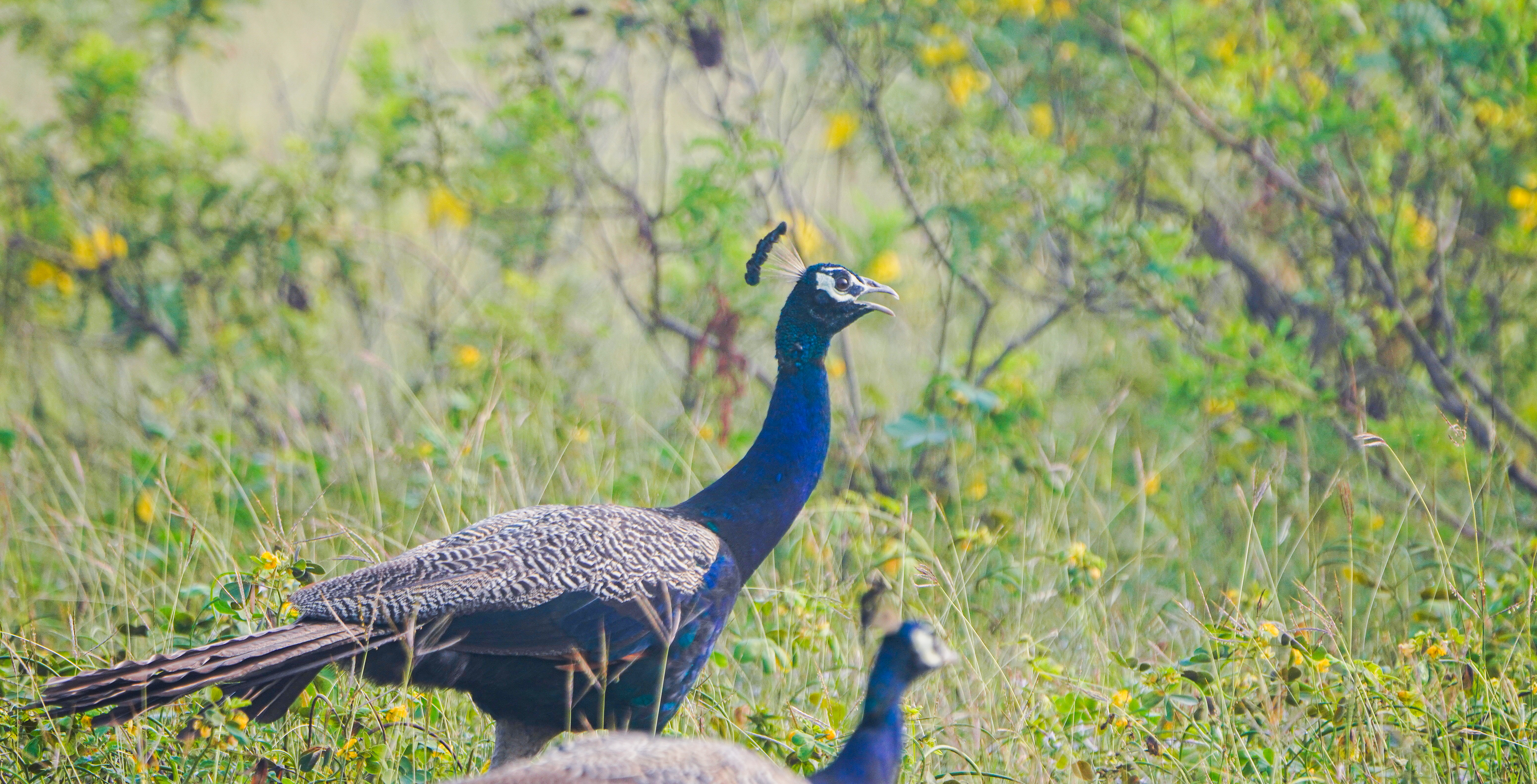 no alt description available