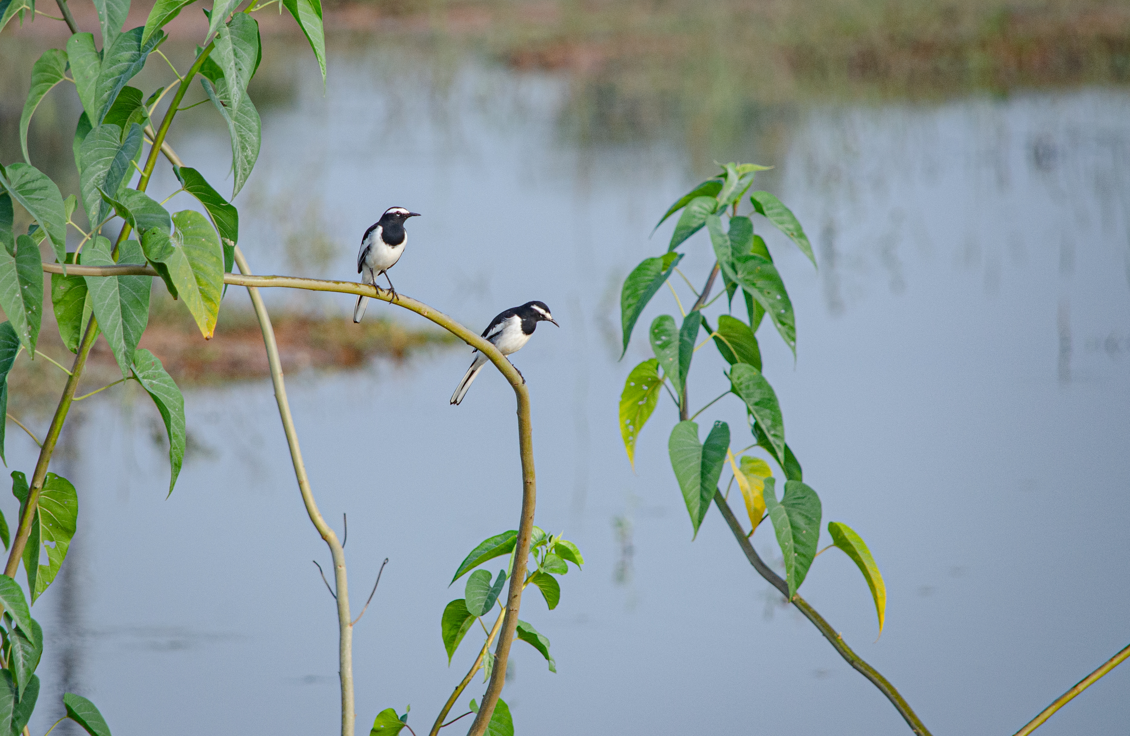 no alt description available