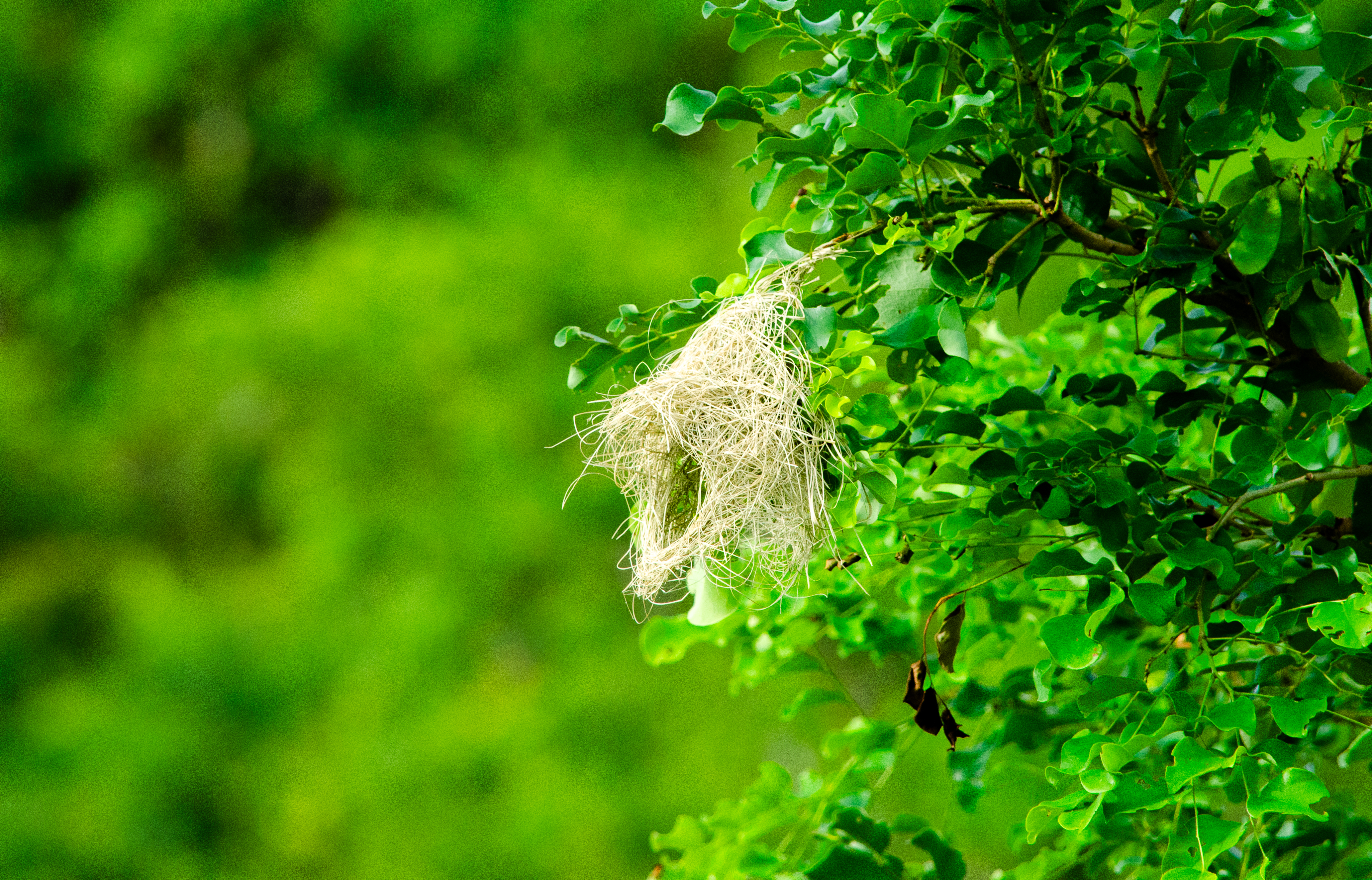 no alt description available