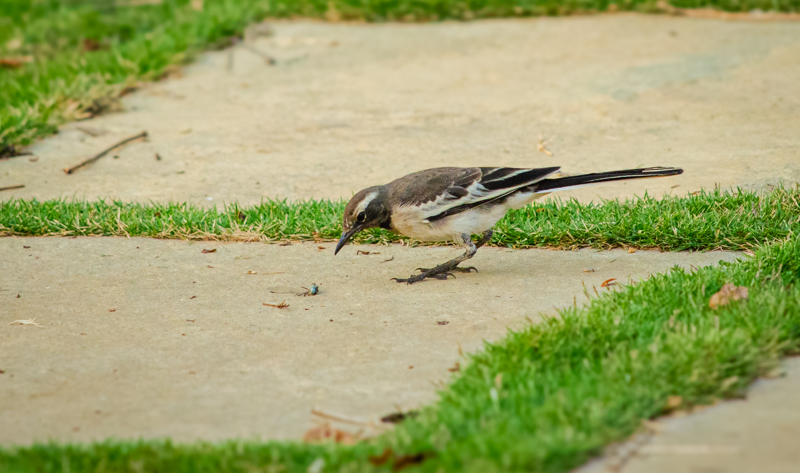 no alt description available