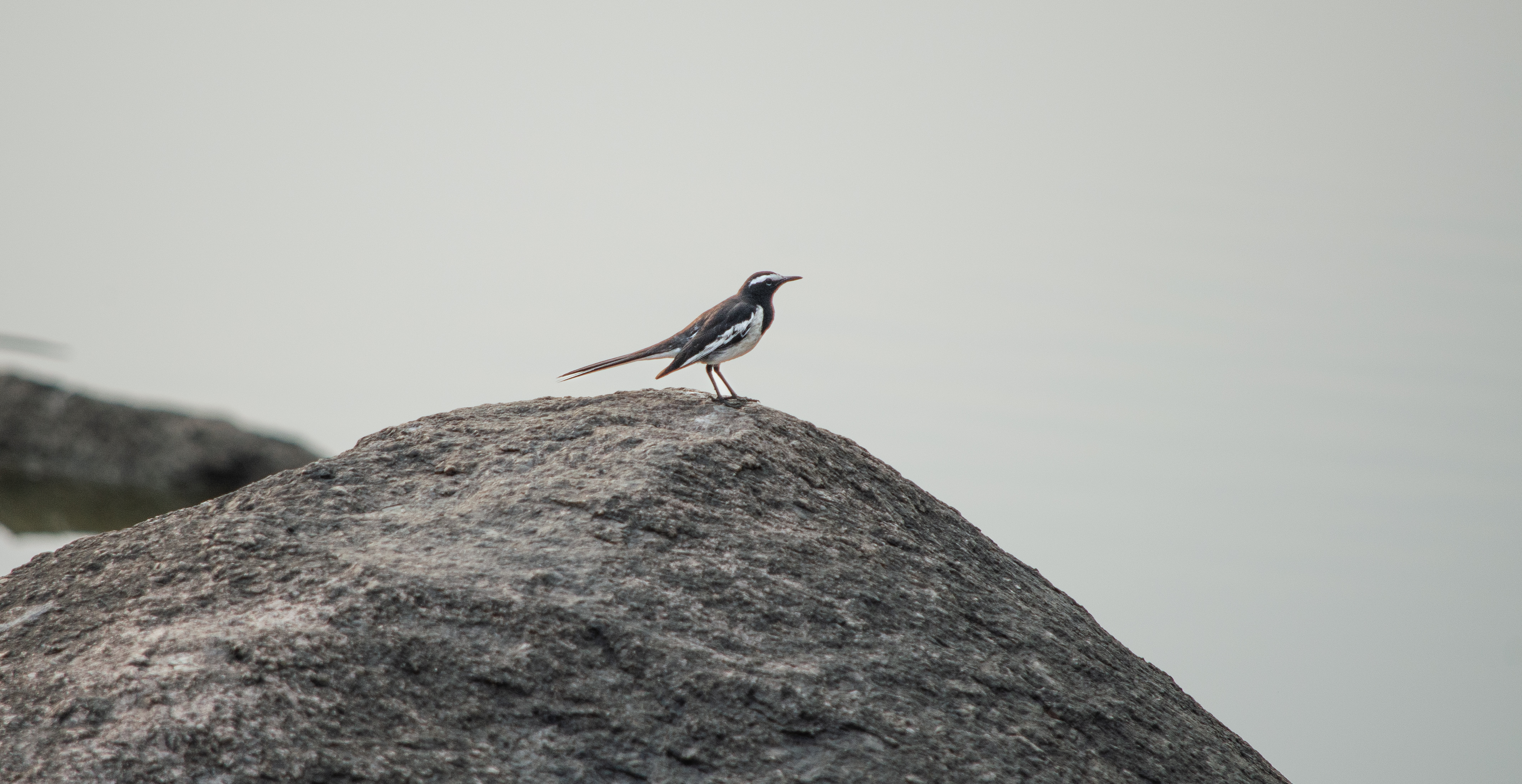 no alt description available