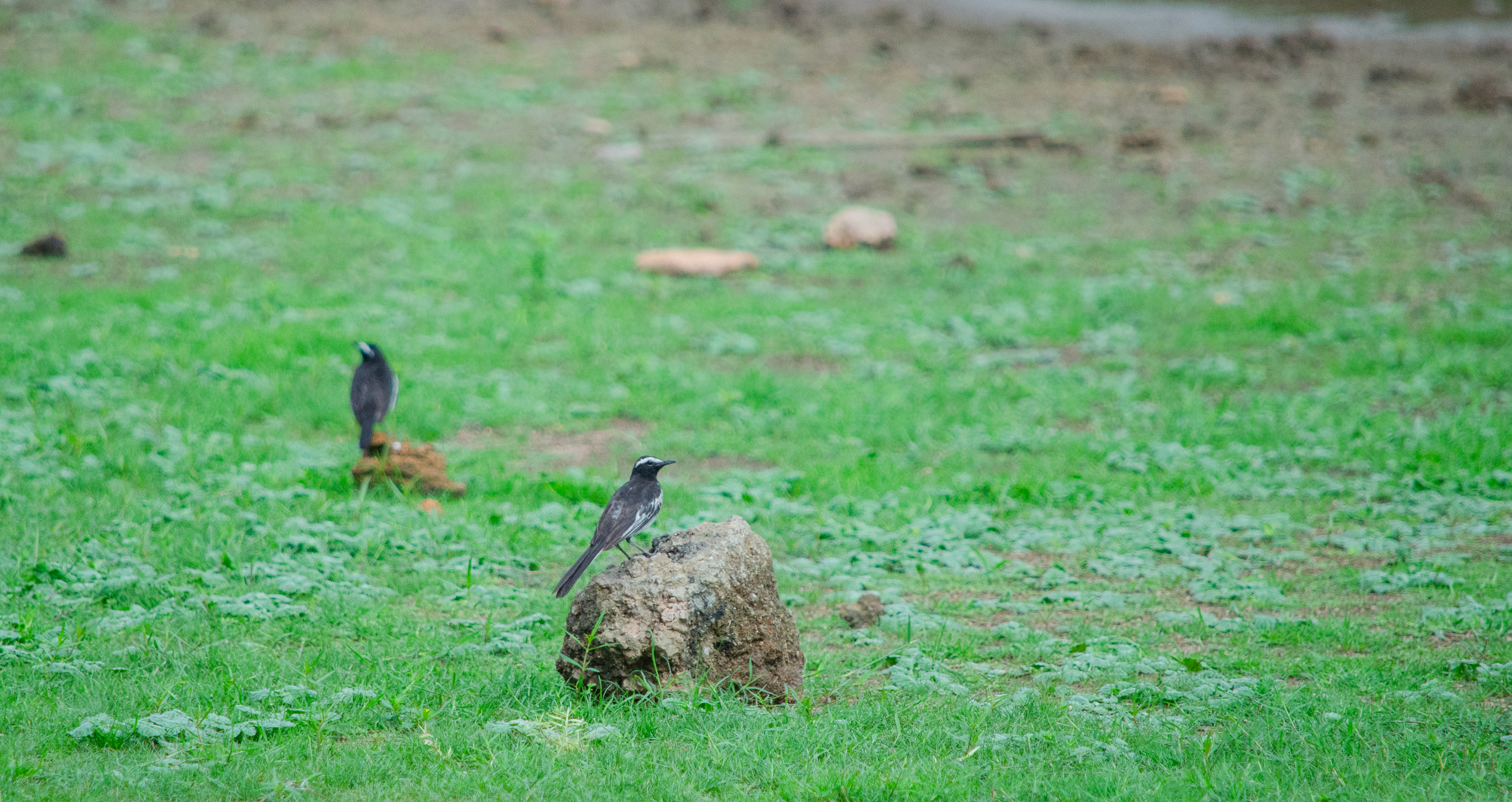 no alt description available