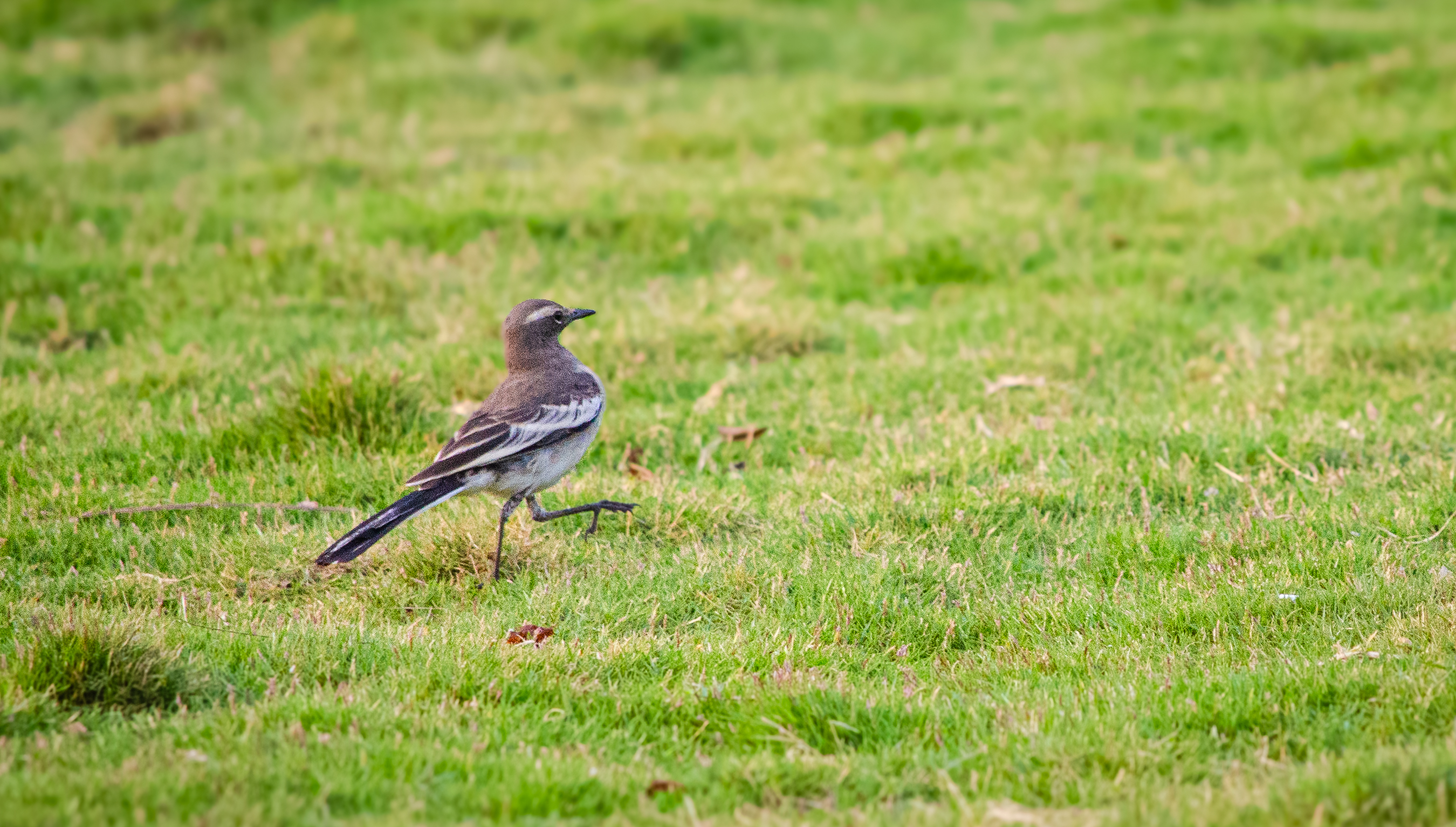 no alt description available